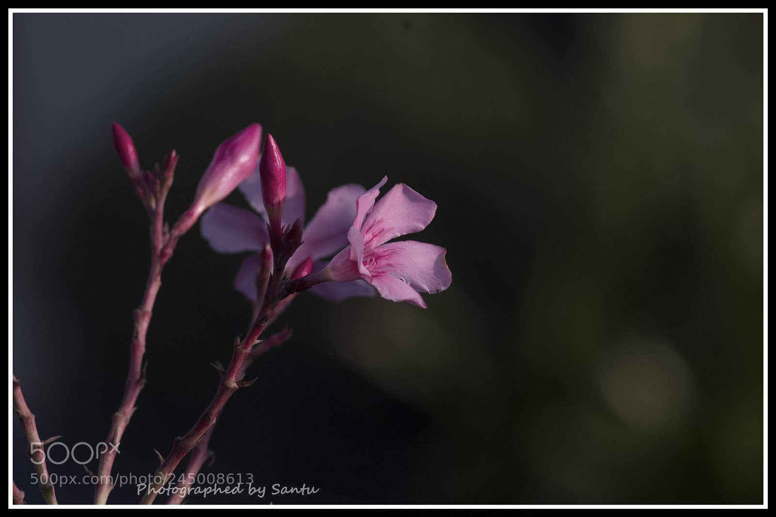 Nikon D3100 sample photo. Untitled photography