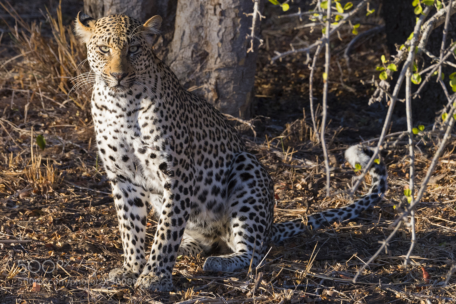 Nikon D5 sample photo. Basille female leopard photography