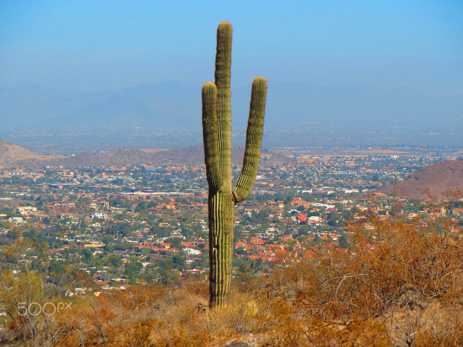 Canon PowerShot ELPH 530 HS (IXUS 510 HS / IXY 1) sample photo. Cactus photography