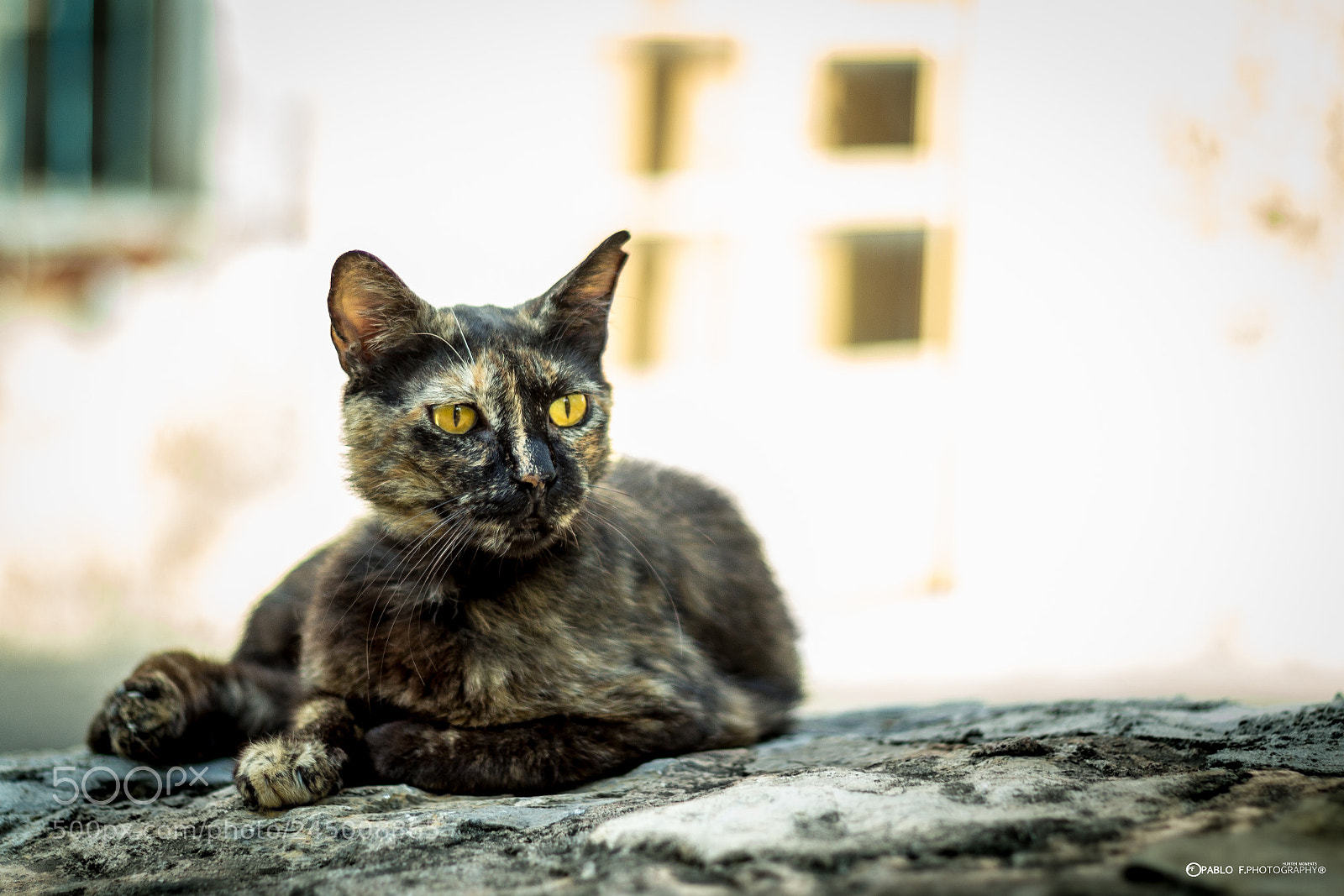 Canon EOS 60D sample photo. Untitled photography