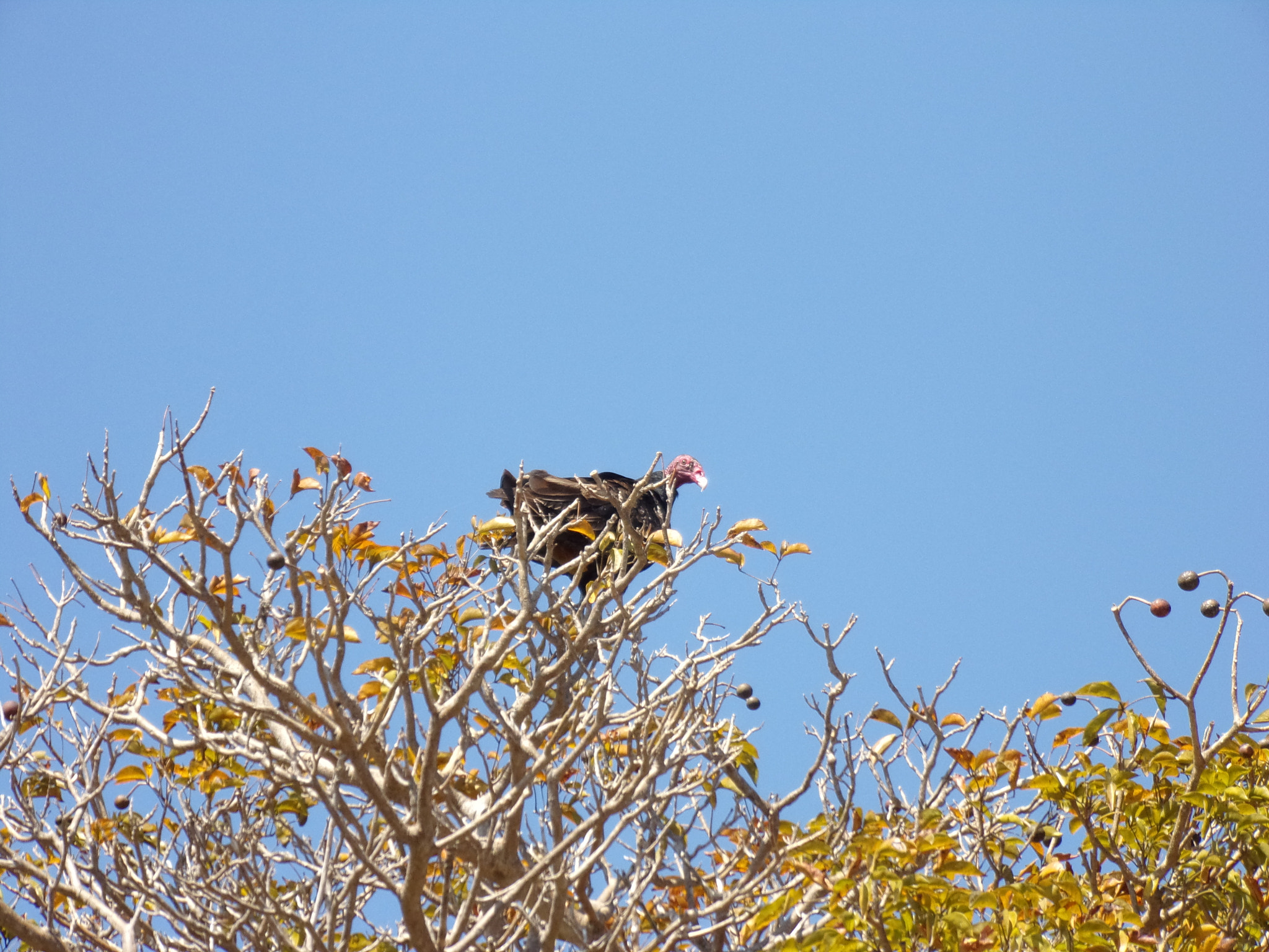 JK KODAK PIXPRO FZ152 sample photo. Bird of prey photography