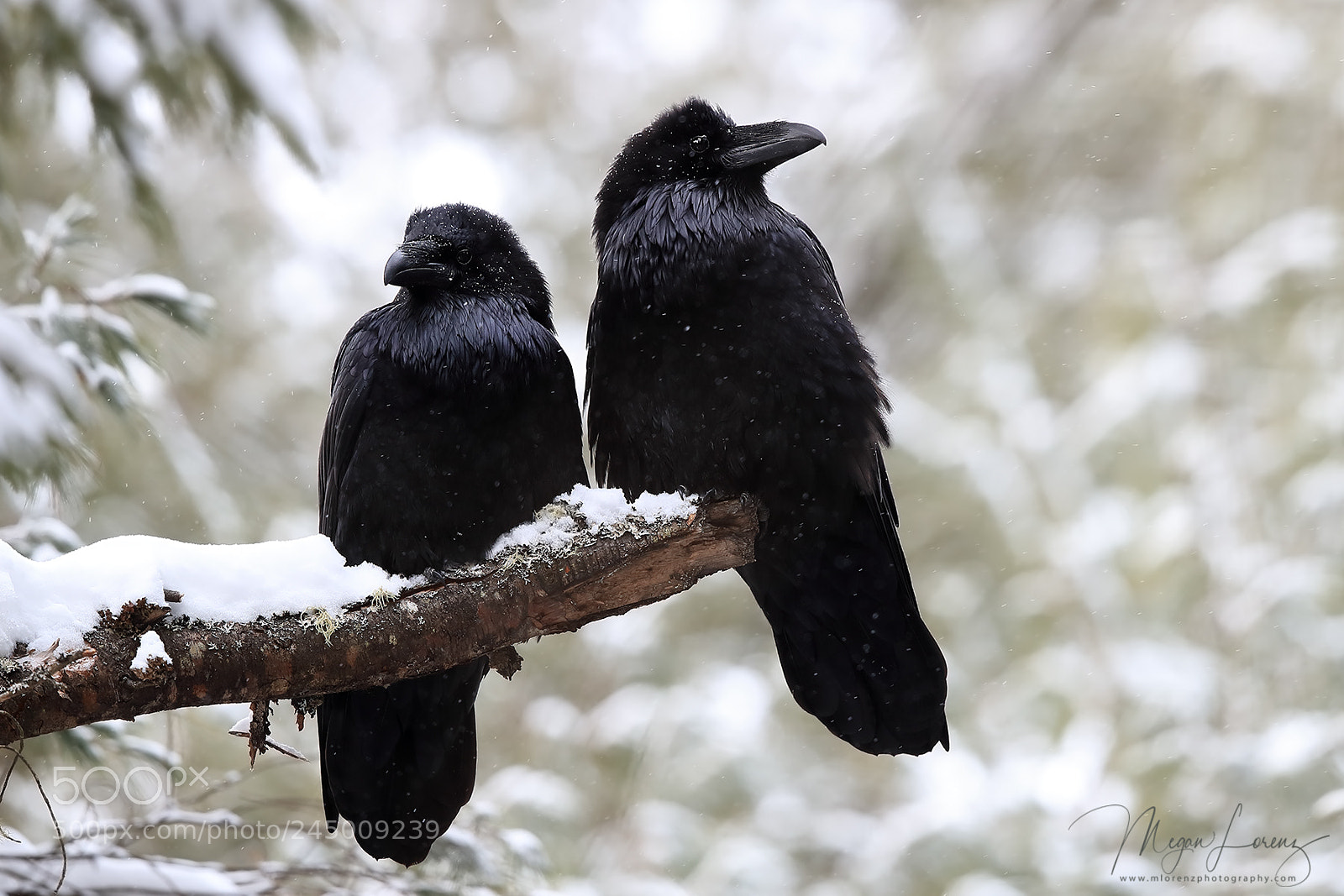 Canon EOS-1D X Mark II sample photo. Nevermore photography