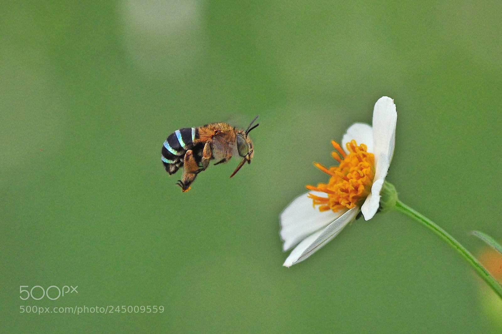 Nikon D5000 sample photo. Sigembul photography