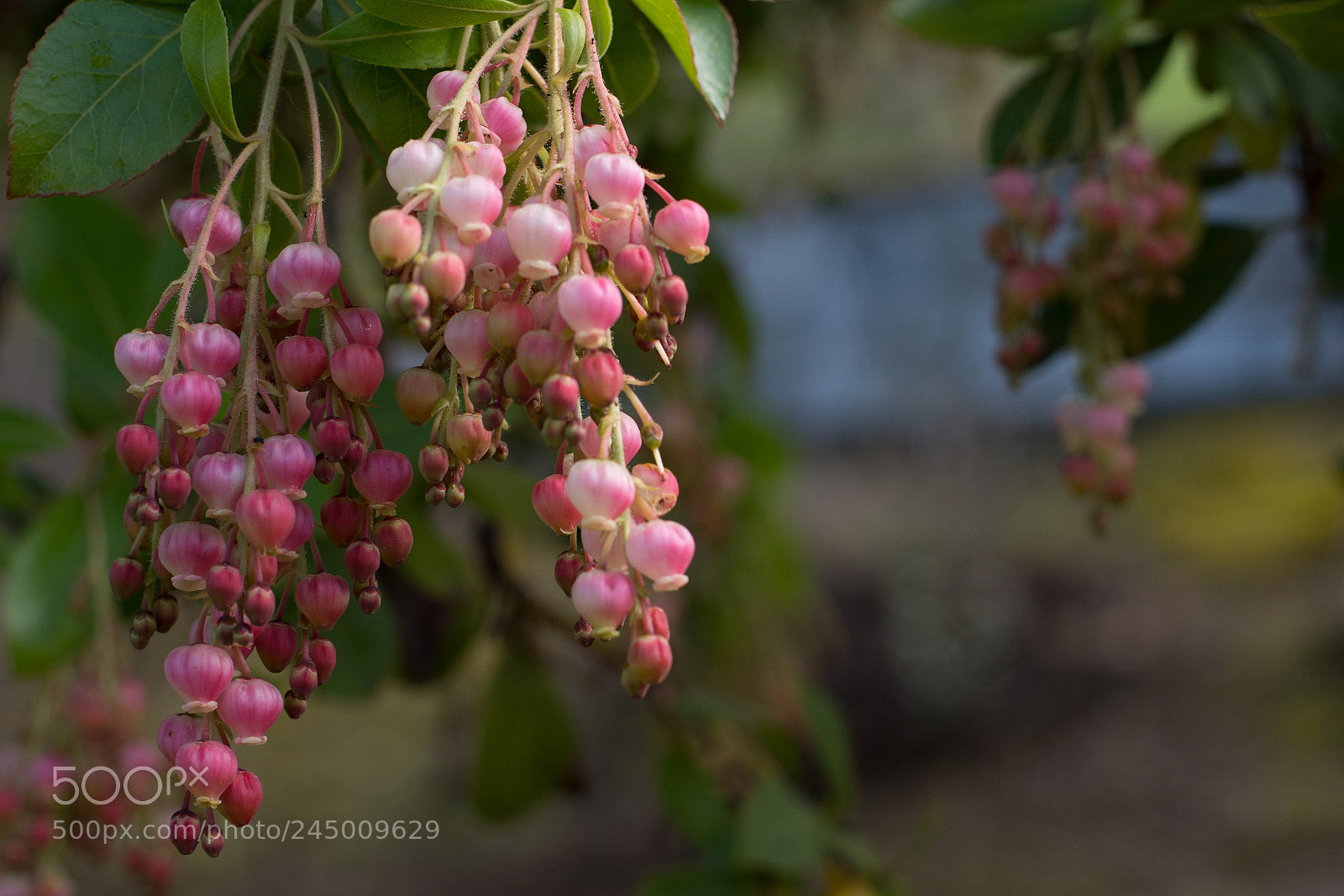 Nikon D7200 sample photo. Strawberry tree flowers photography