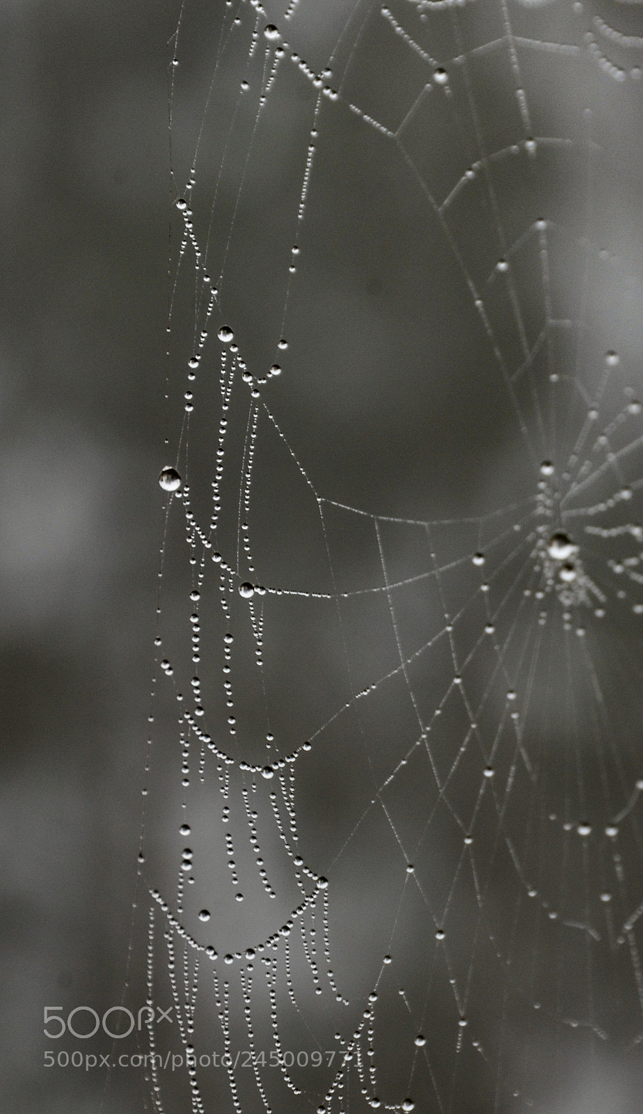 Nikon D7000 sample photo. Spiderweb photography