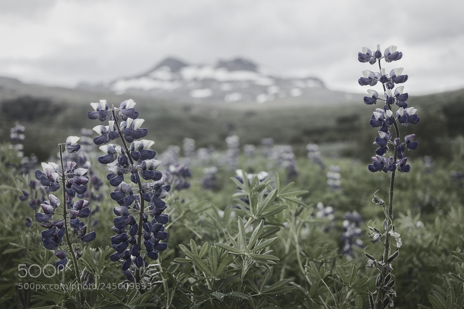 Canon EOS 550D (EOS Rebel T2i / EOS Kiss X4) sample photo. Lupine field photography