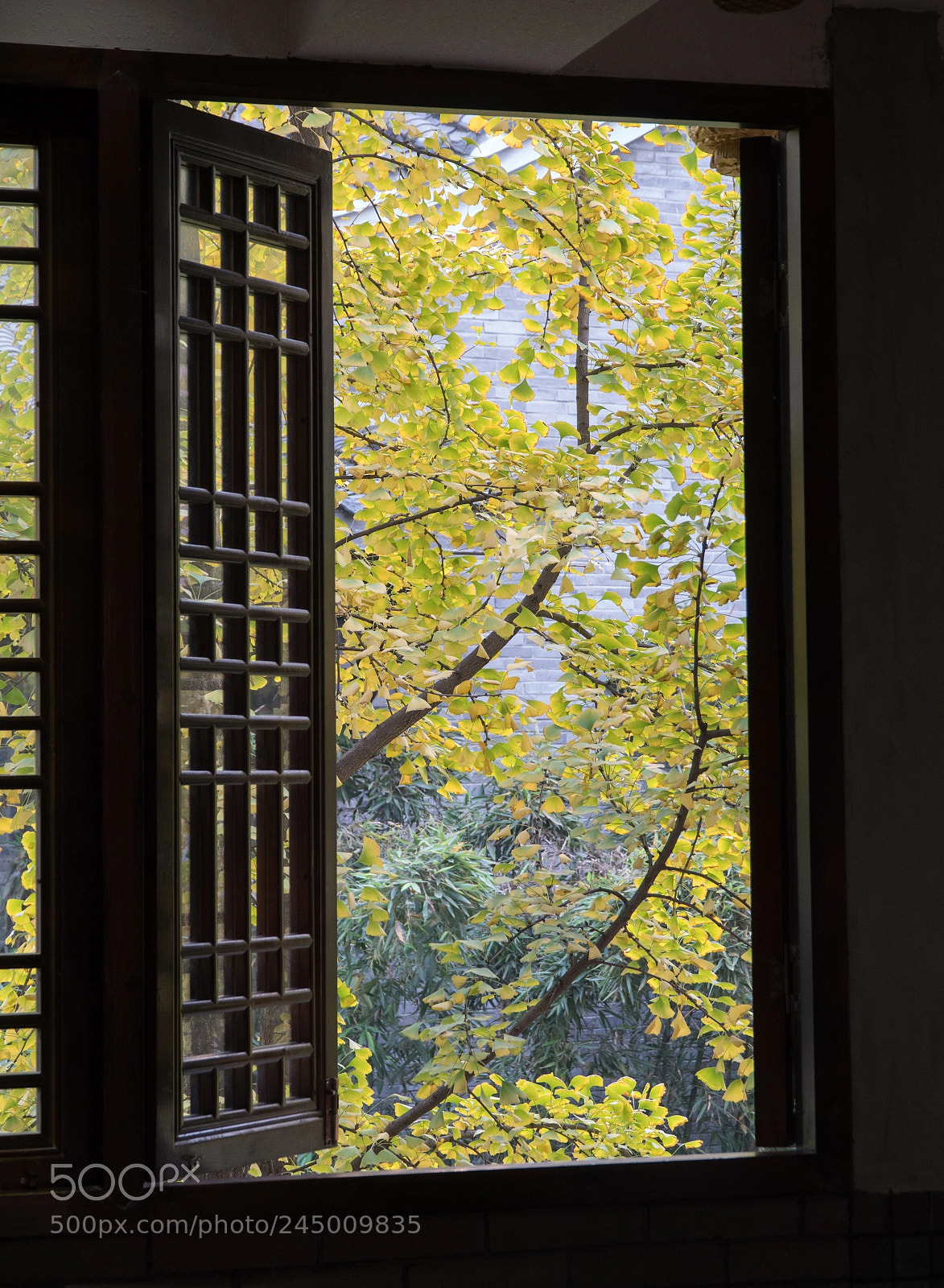 Sony a6300 sample photo. Ginkgo tree in chengdu photography