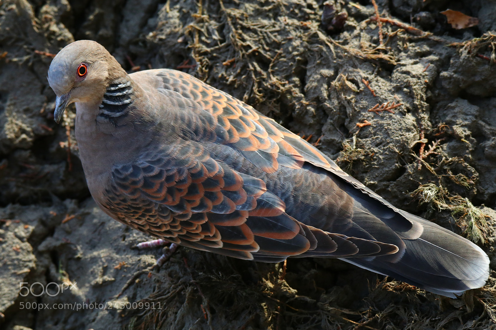 Tamron SP 150-600mm F5-6.3 Di VC USD sample photo. 回睦to look back photography