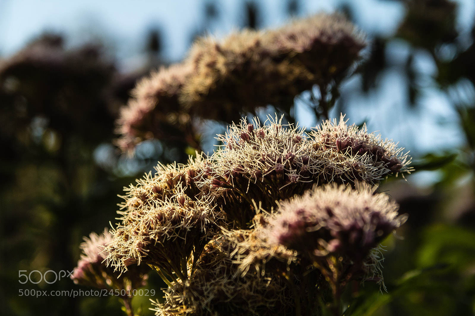 Canon EOS 60D sample photo. Reseda odorata photography