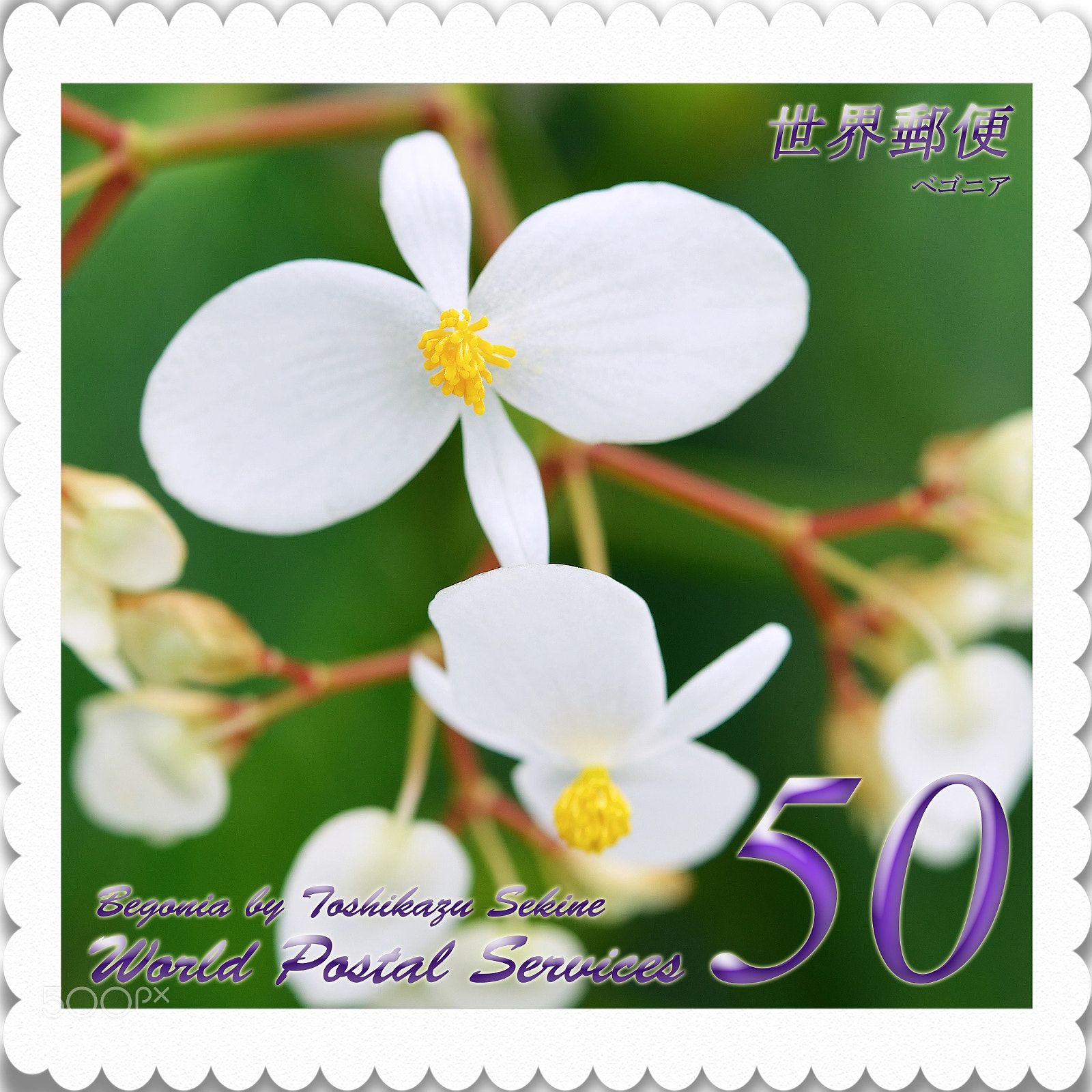 Nikon D800E sample photo. Begonia photography