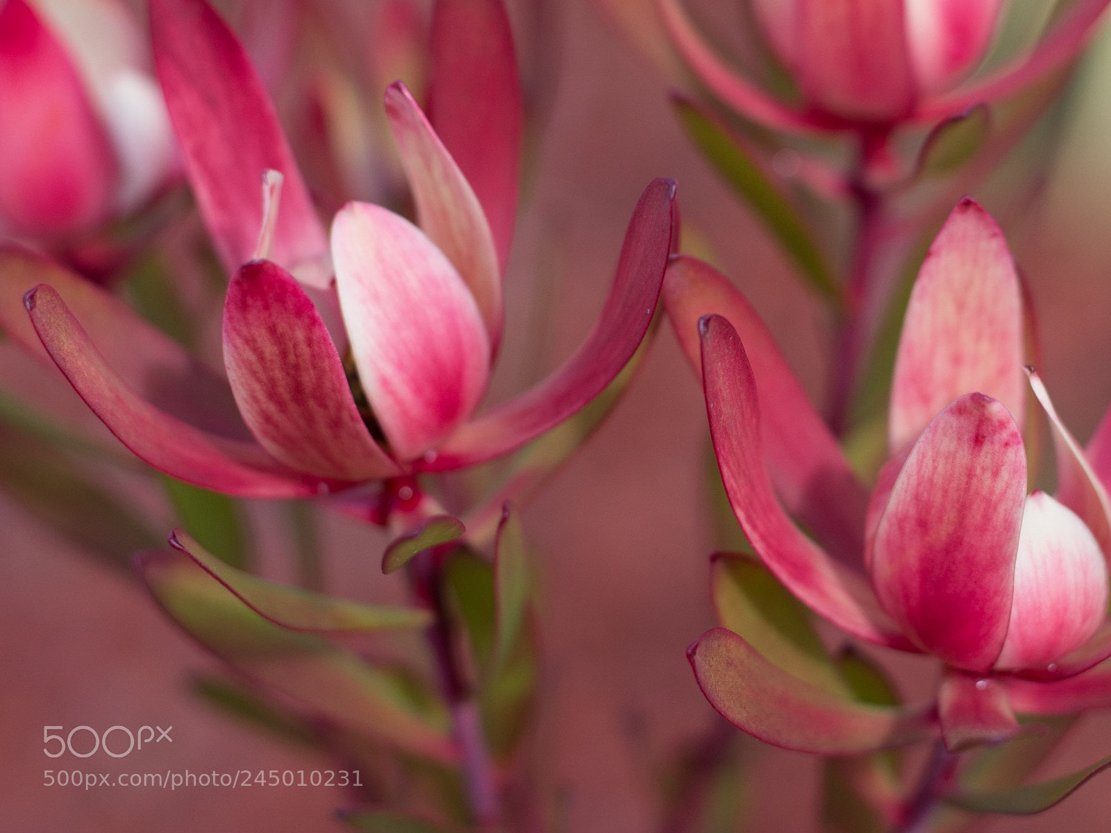 Nikon D7200 sample photo. Pink flowers photography