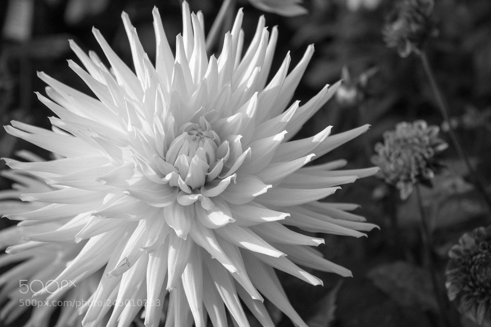 Nikon D7200 sample photo. Dahlia photography