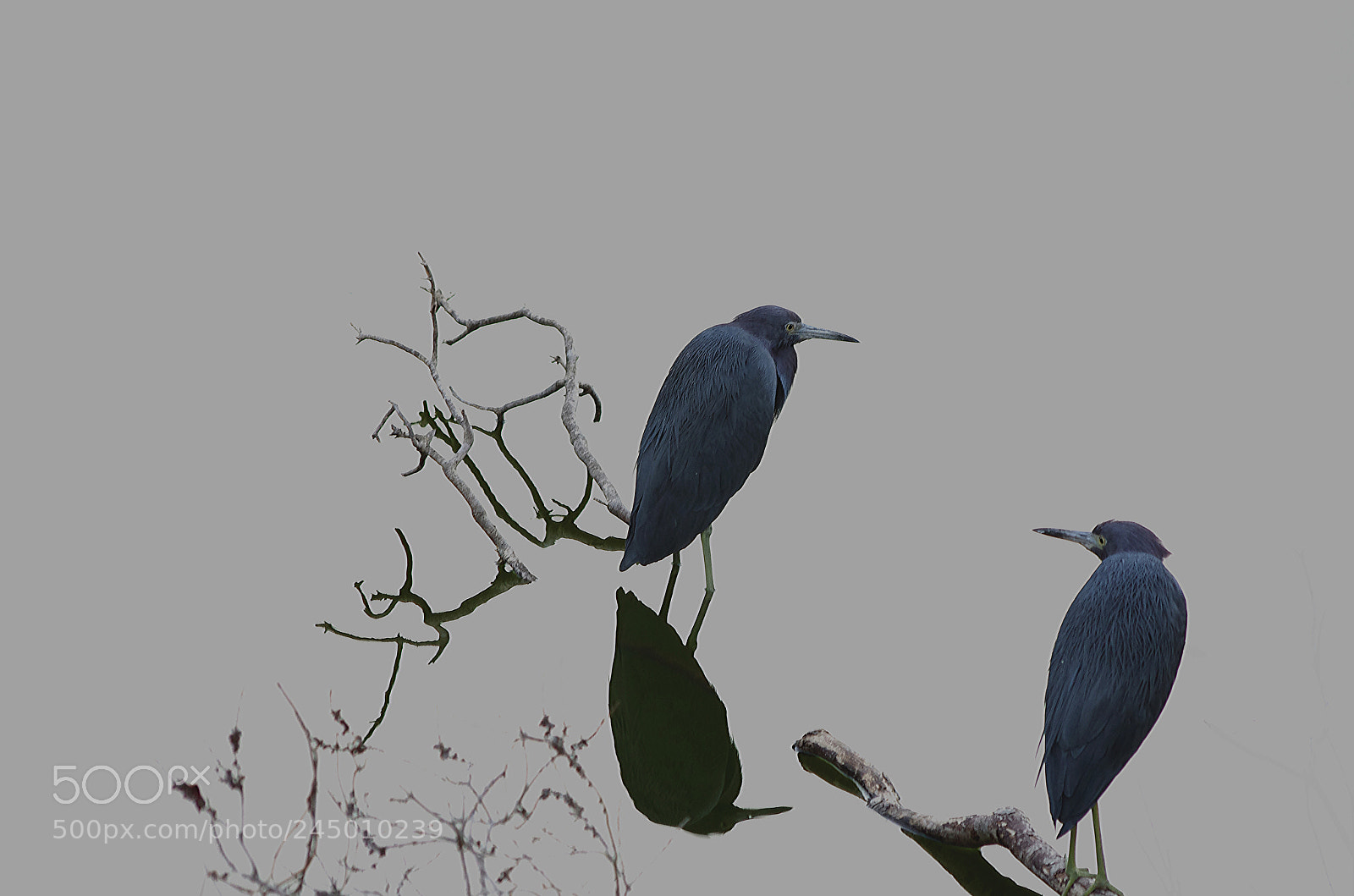 Pentax K-5 sample photo. Pairing photography