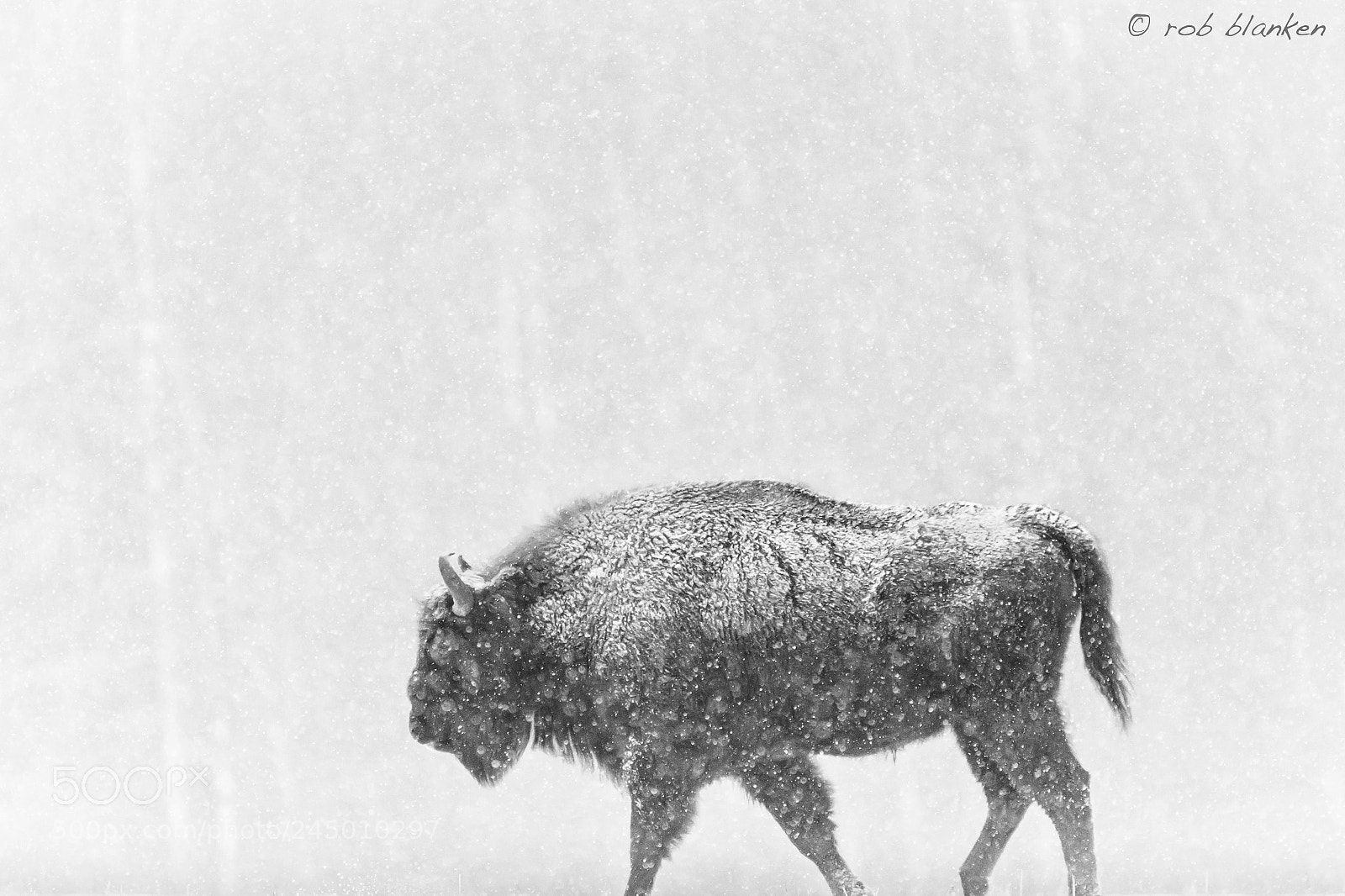 Nikon D850 sample photo. European bison photography