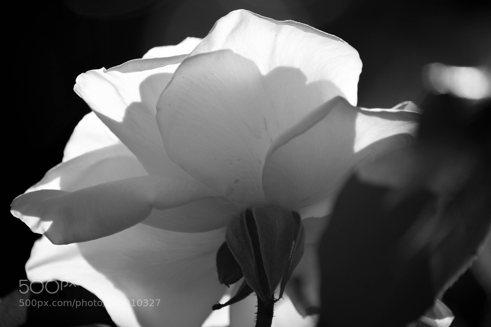 Nikon D7200 sample photo. Sun bathing photography