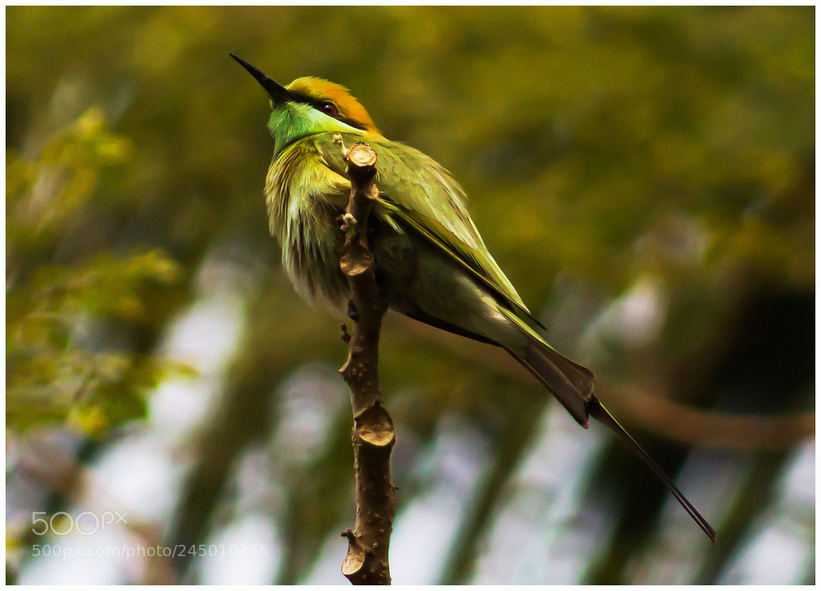 Canon EOS 1200D (EOS Rebel T5 / EOS Kiss X70 / EOS Hi) sample photo. Green bee eater photography