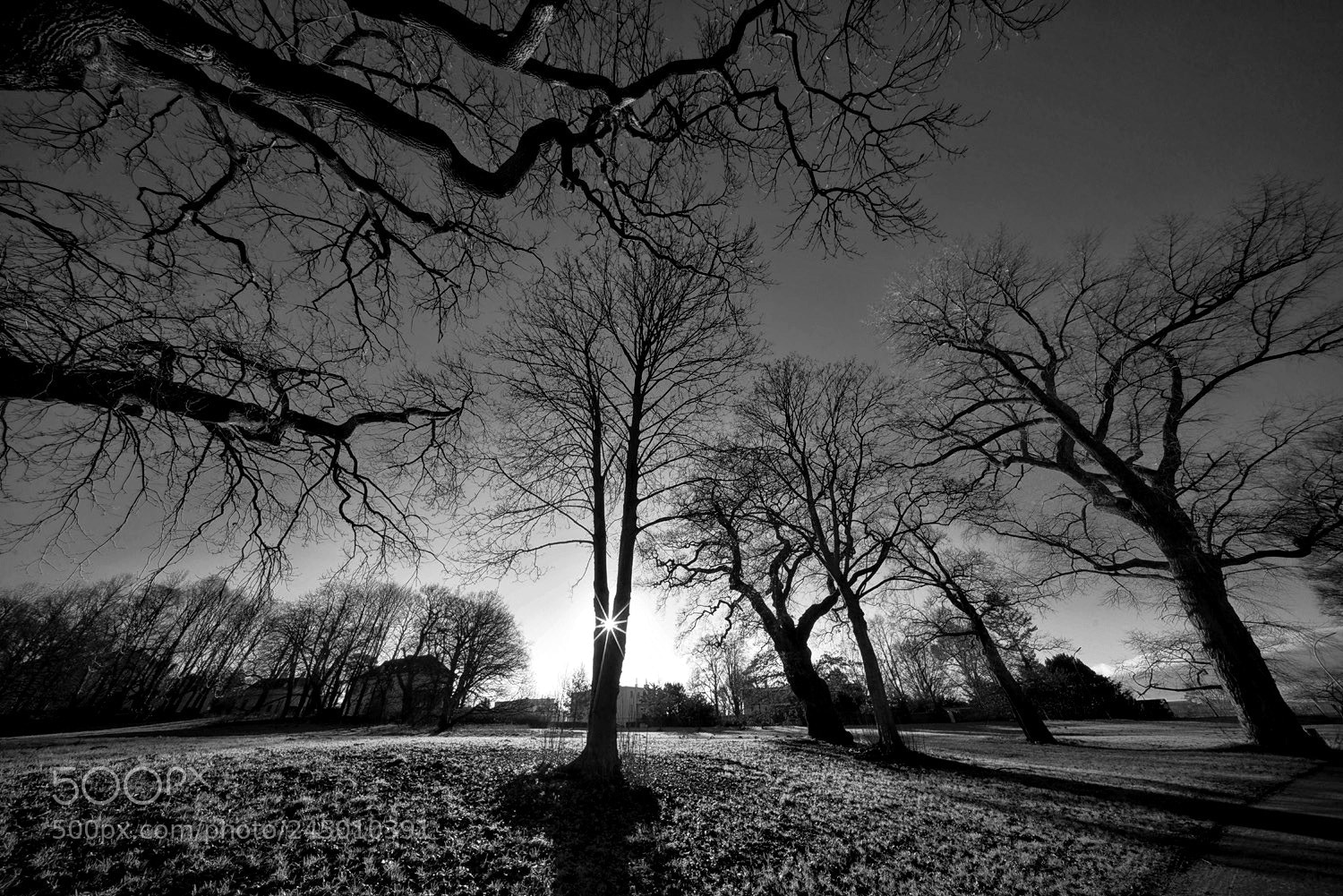 Sony a7R sample photo. Morning in the park photography