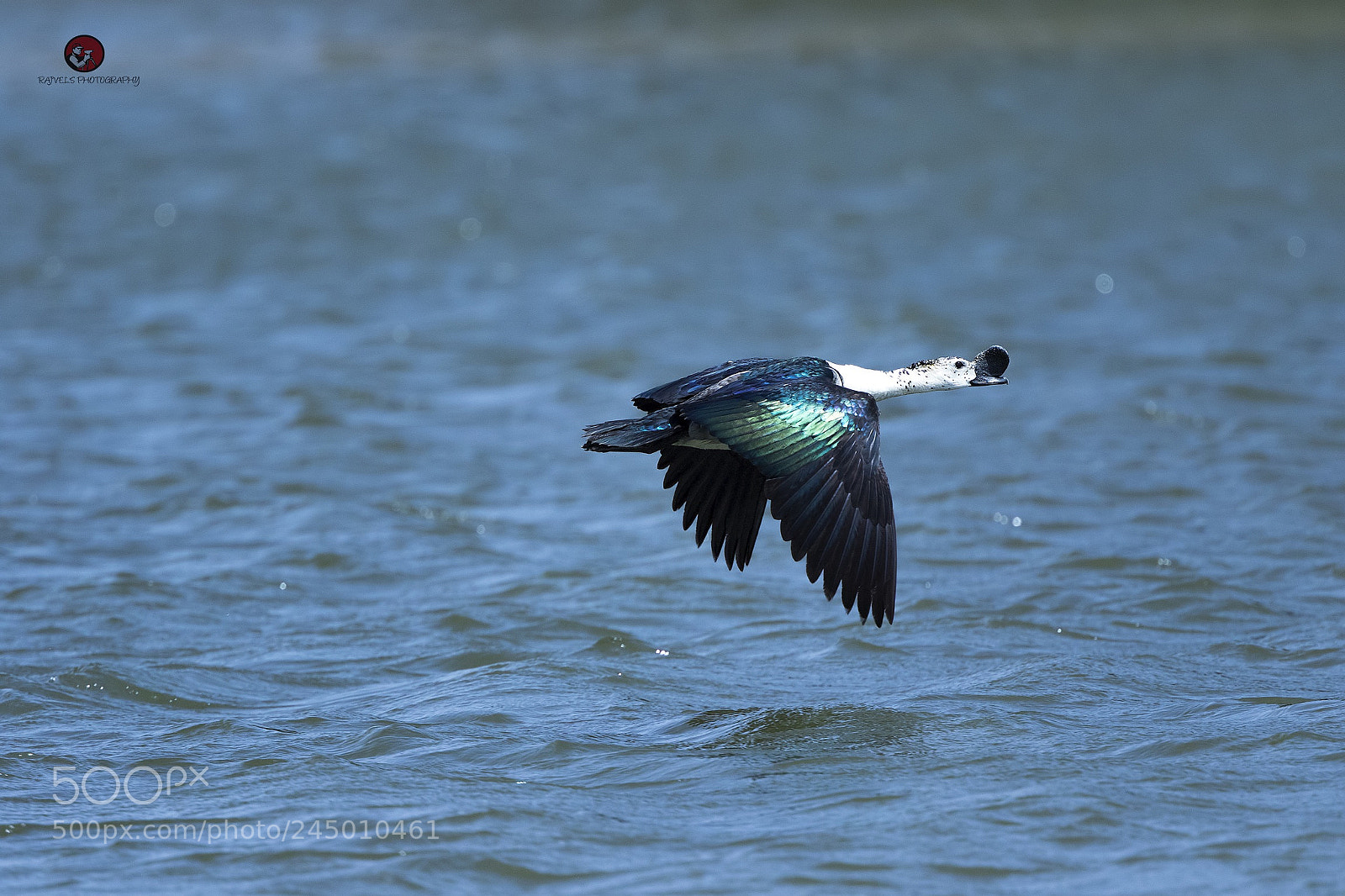 Canon EOS 7D Mark II sample photo. Knob billed duck.... photography