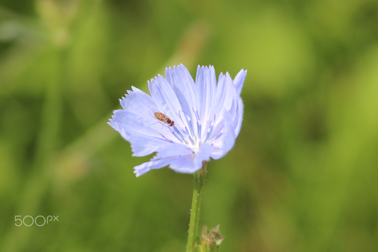 Canon EOS 600D (Rebel EOS T3i / EOS Kiss X5) + EF75-300mm f/4-5.6 sample photo. Img photography