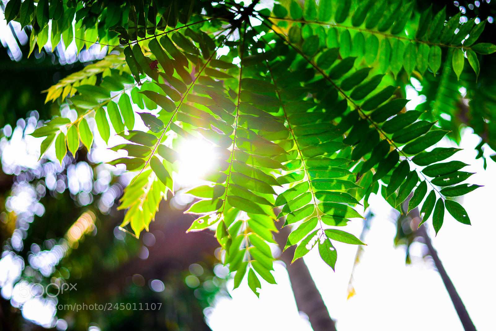 Nikon D610 sample photo. Backlit photography