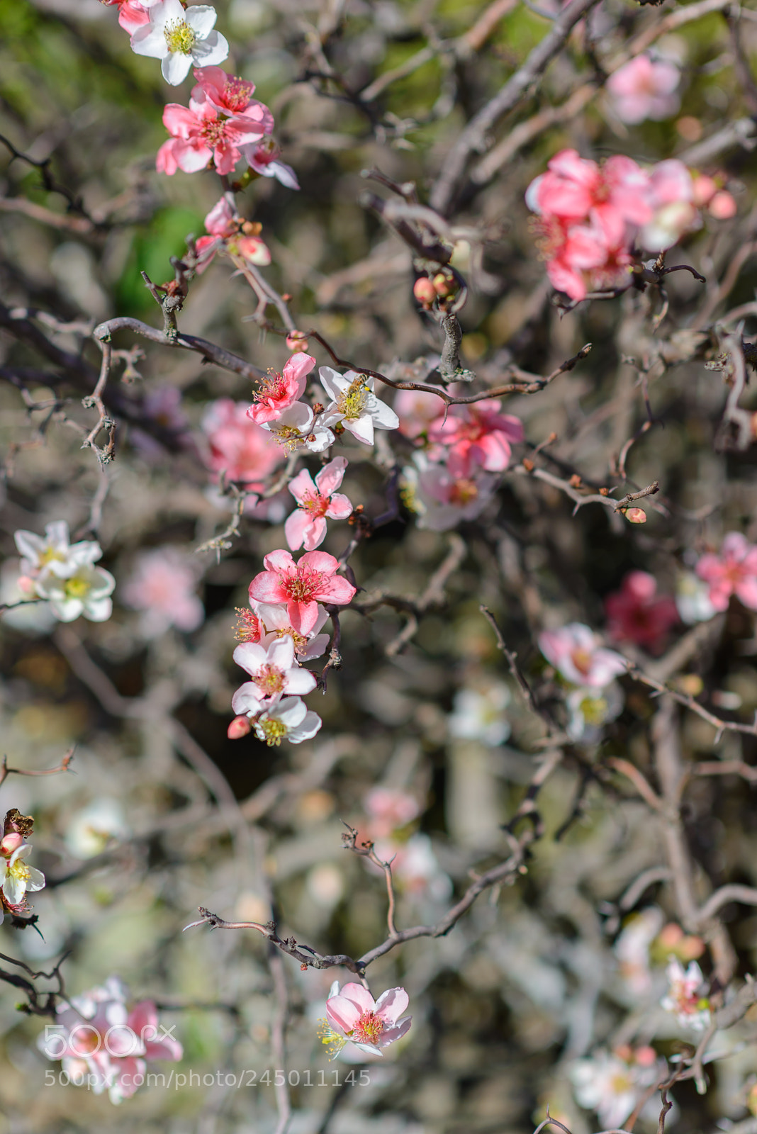 Nikon D610 sample photo. Today in japanese tea photography