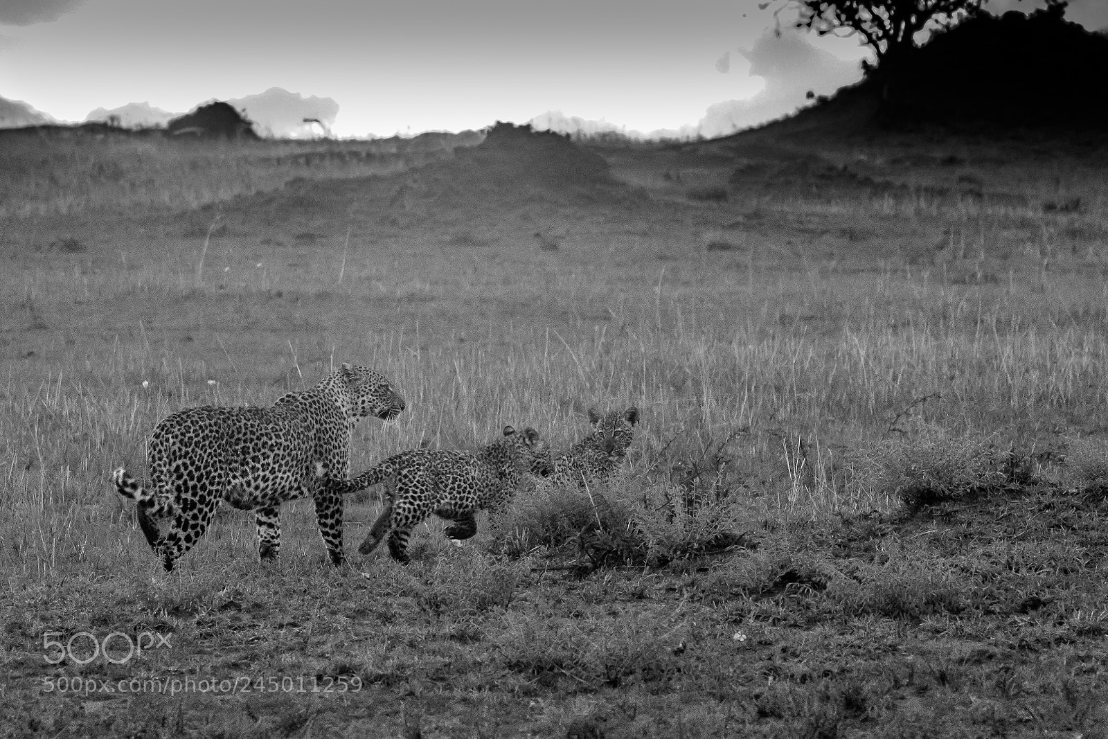 Canon EOS 7D Mark II sample photo. Tanzania - serengeti photography