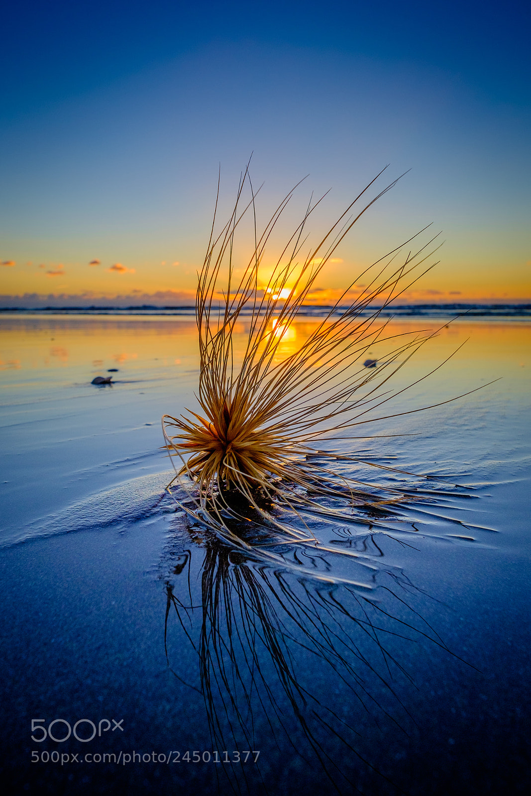 Fujifilm X-T1 sample photo. Spinifex seed, waitarere beach photography
