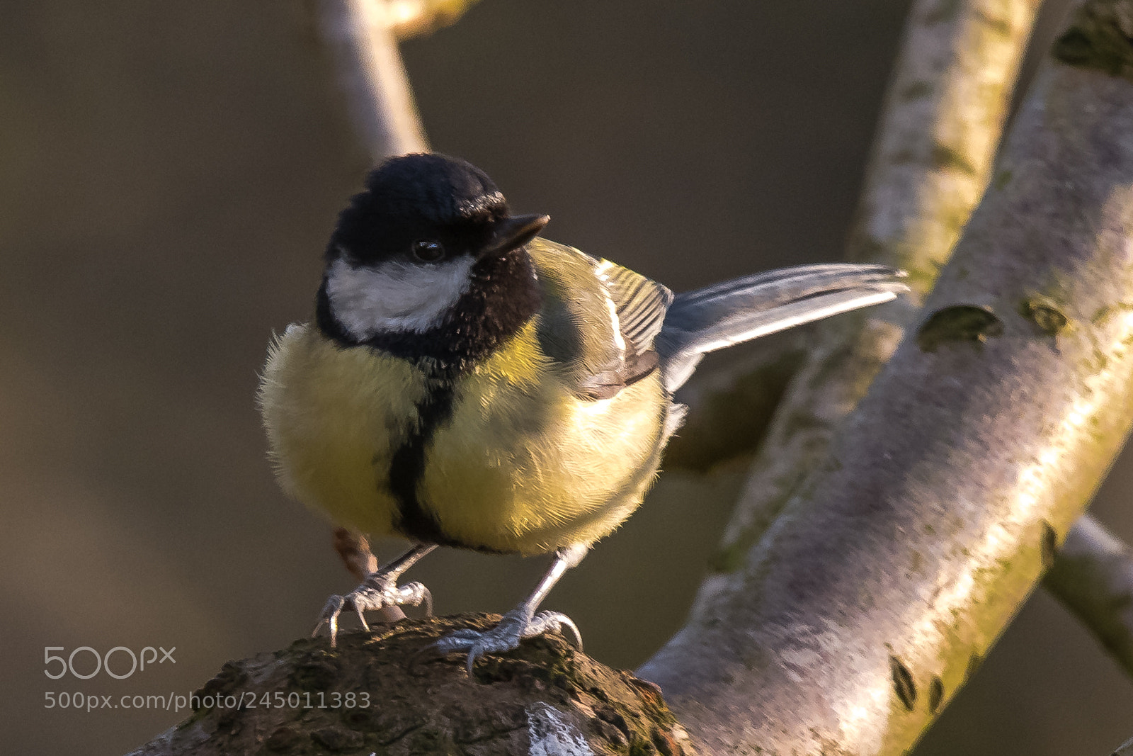 Nikon D850 sample photo. Sunlit great tit photography
