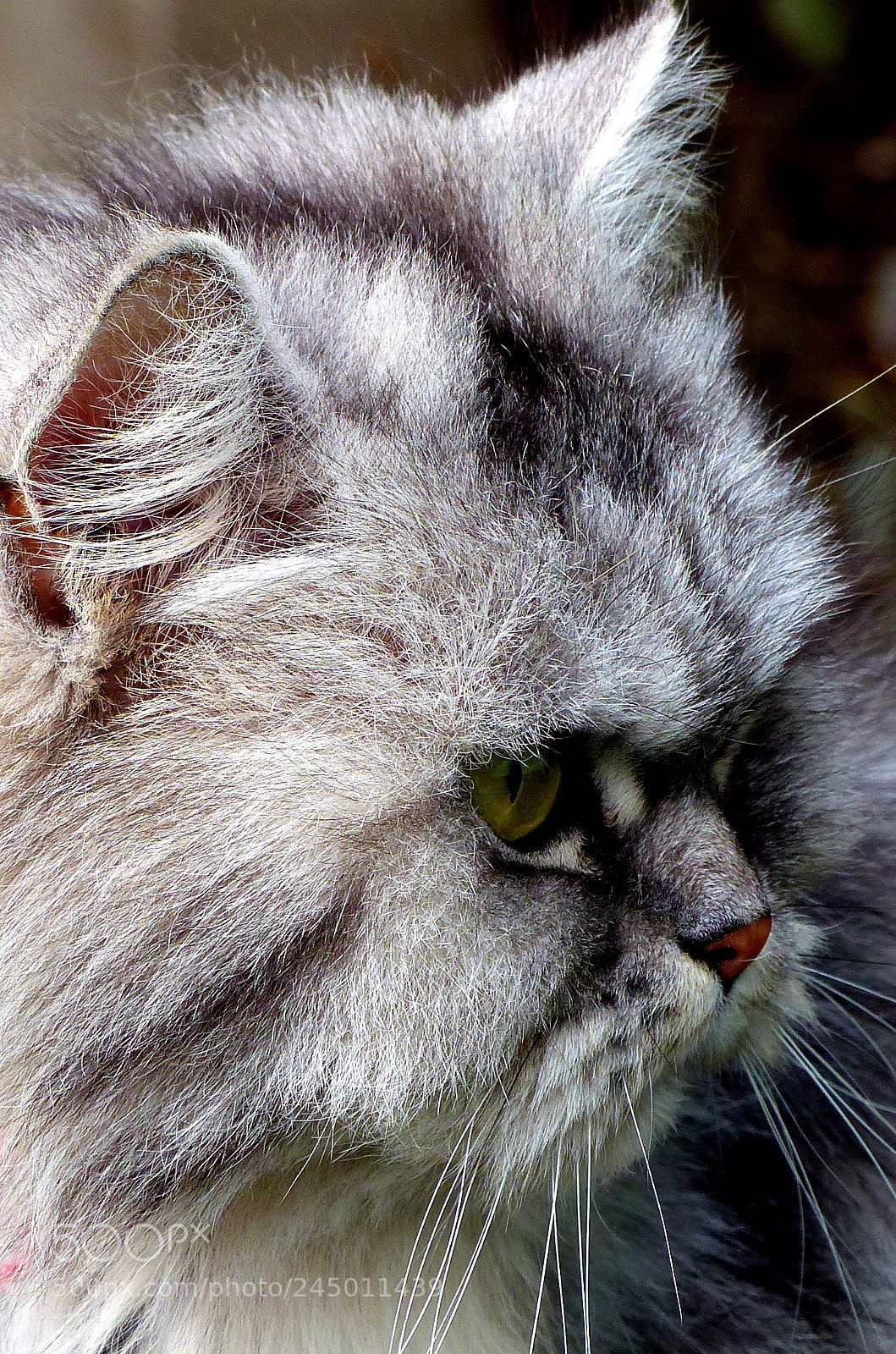Panasonic Lumix DMC-FZ200 sample photo. Cat. photography
