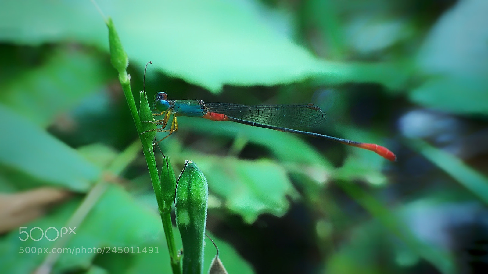 Xiaomi Redmi Note 4 sample photo. Untitled photography