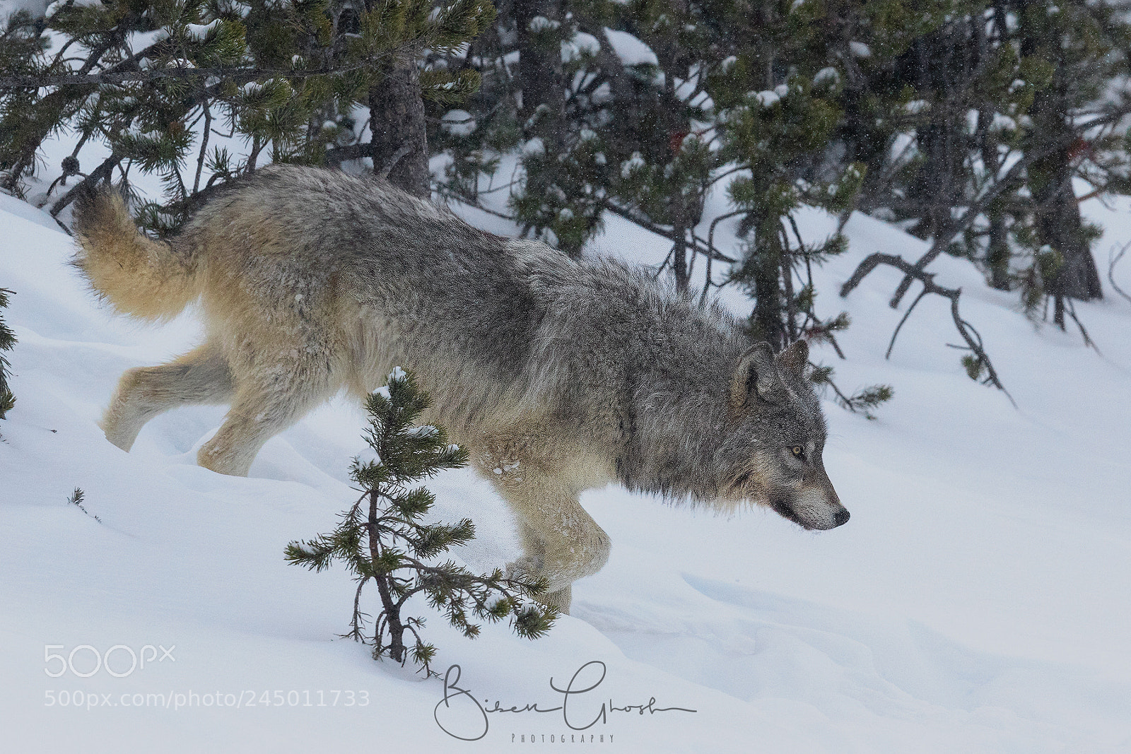 Canon EOS 7D Mark II sample photo. On the prowl photography
