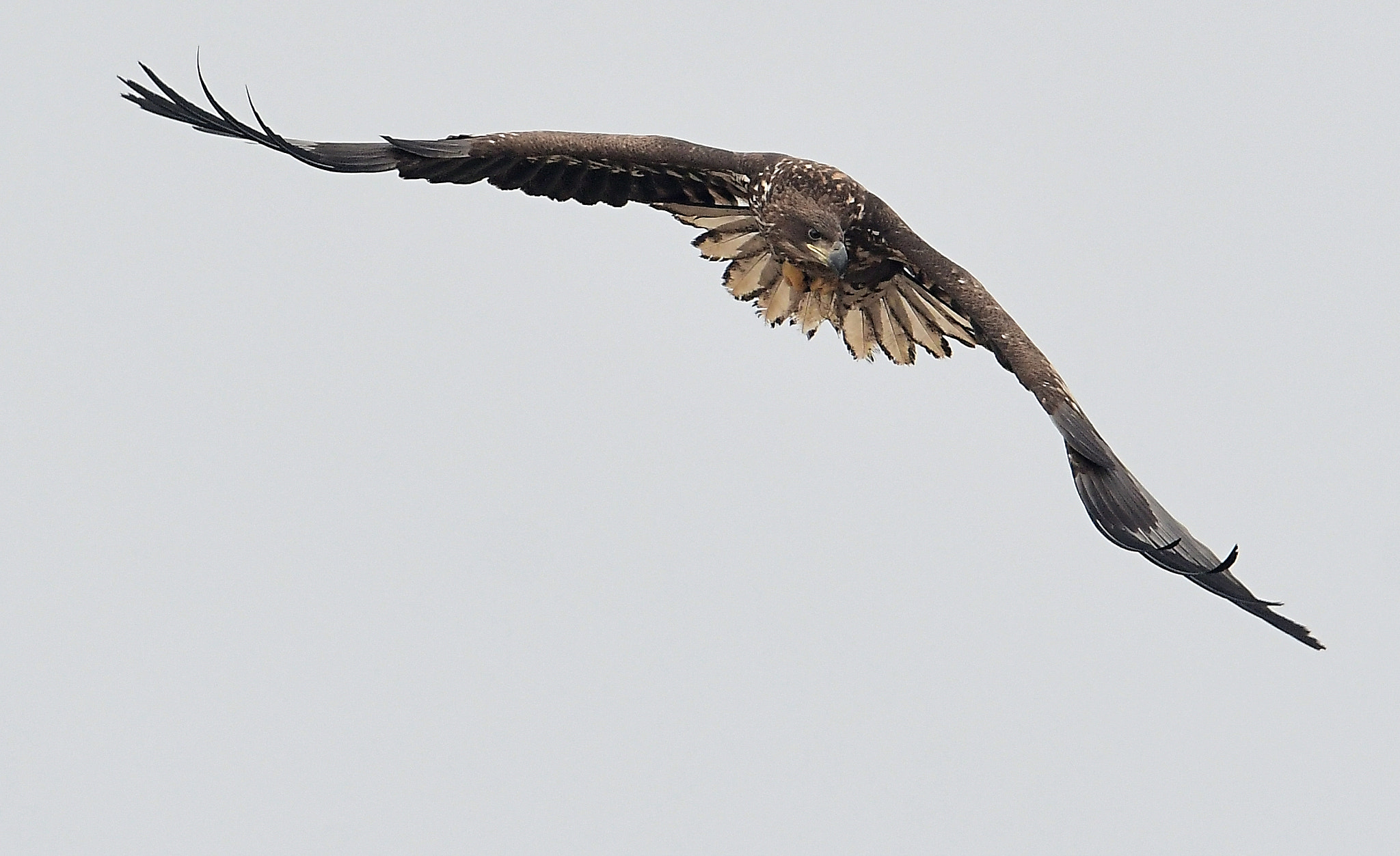 Nikon D500 + Nikon AF-S Nikkor 600mm F4G ED VR sample photo. White tailed sea eagle photography