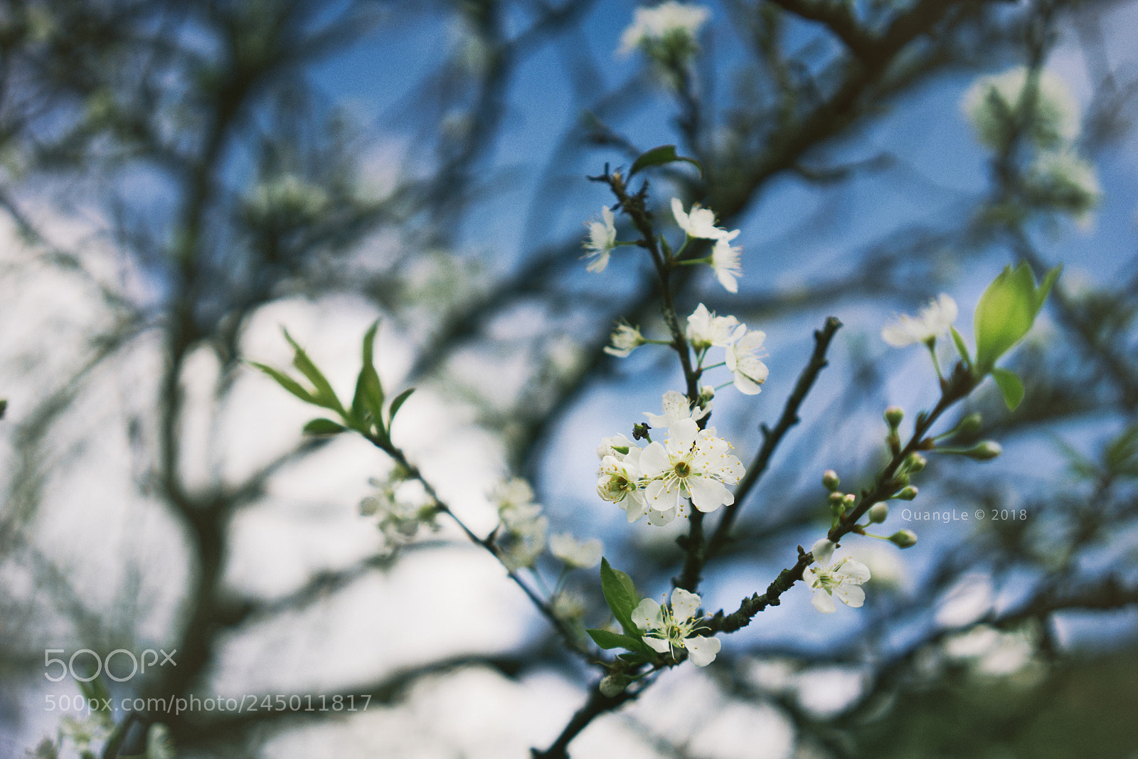 Sony a7R III sample photo. Spring flower photography