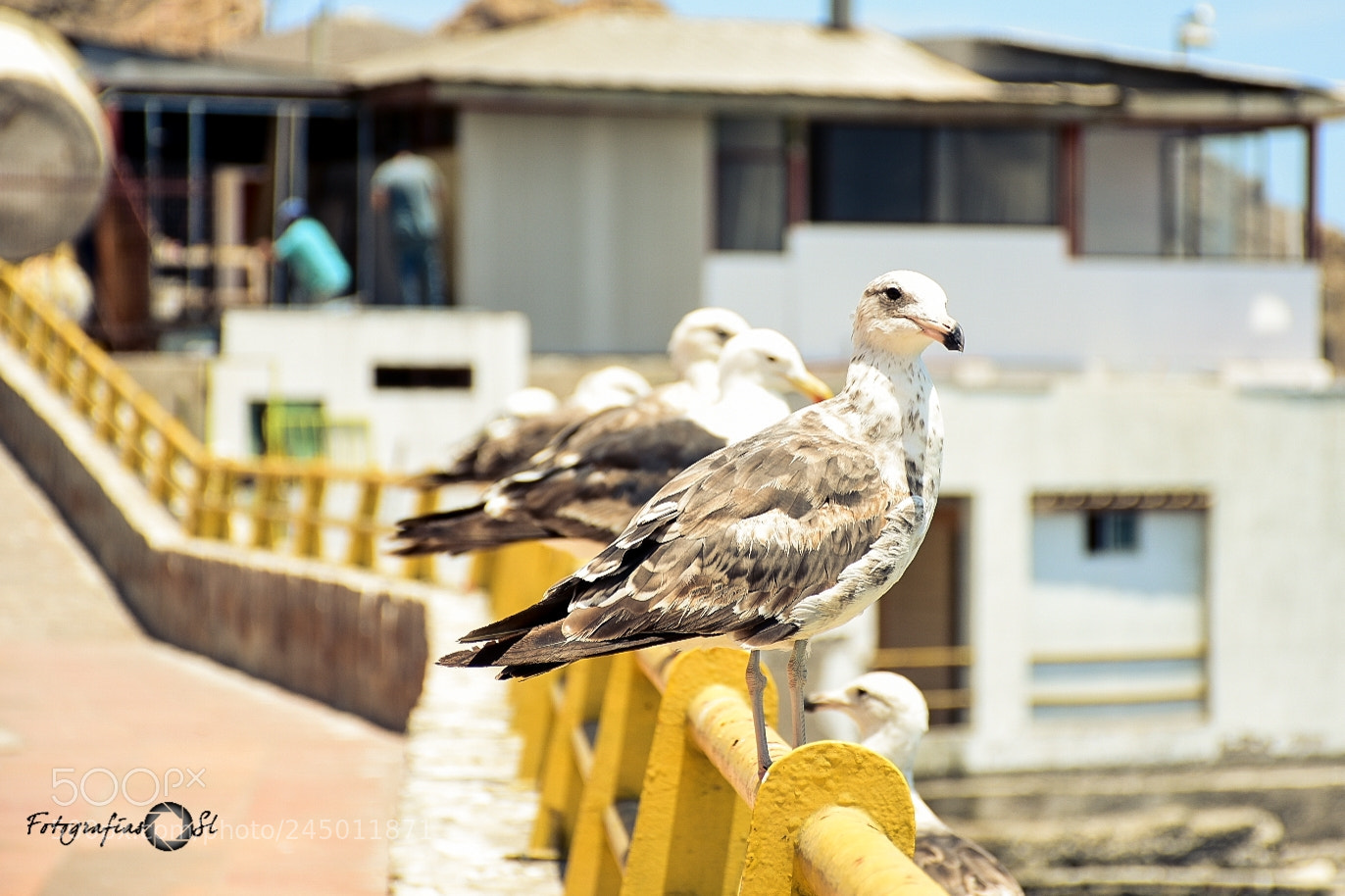 Nikon D7200 sample photo. Untitled photography