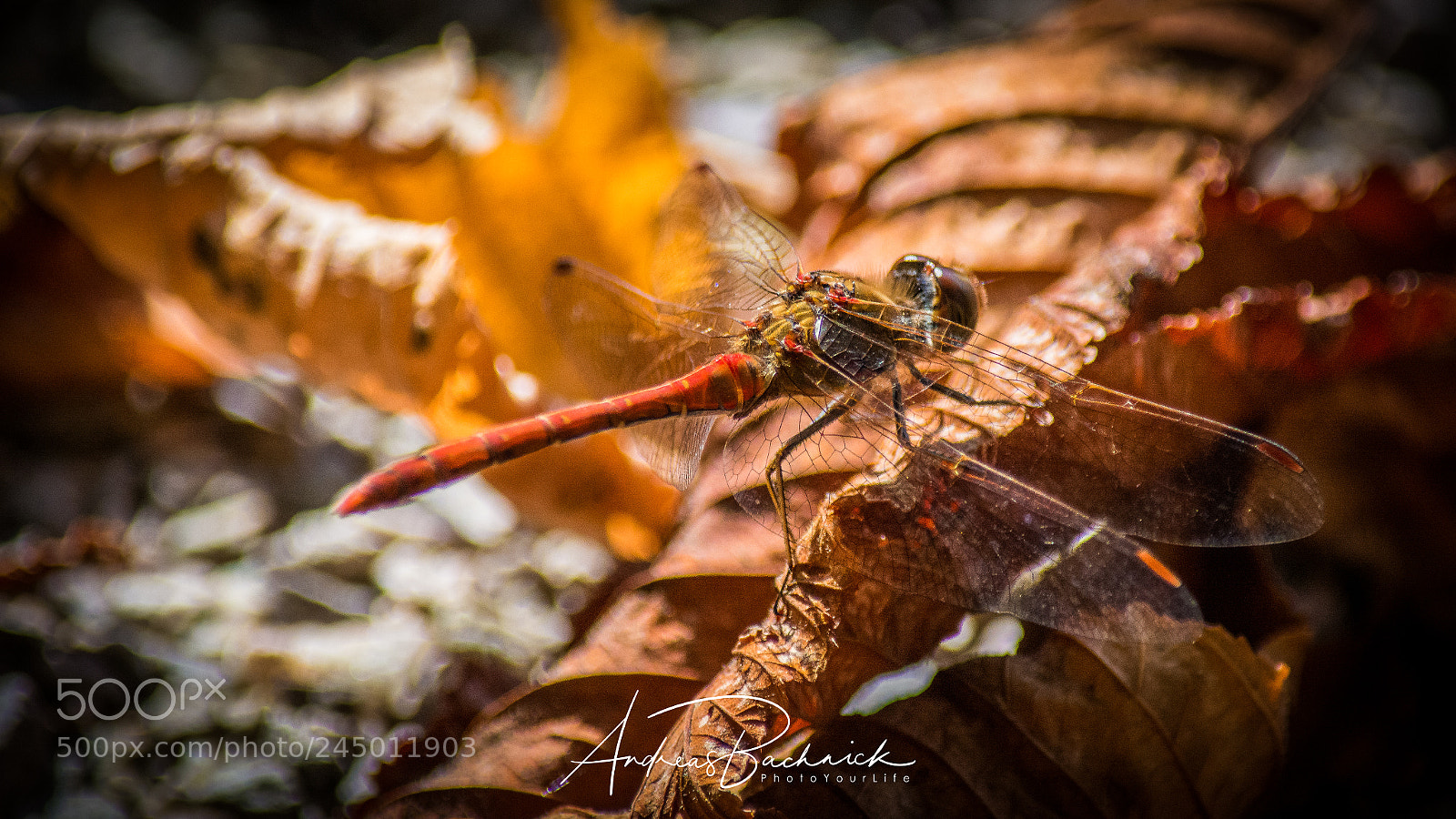 Nikon D5200 sample photo. Dragon-fly in autumn photography