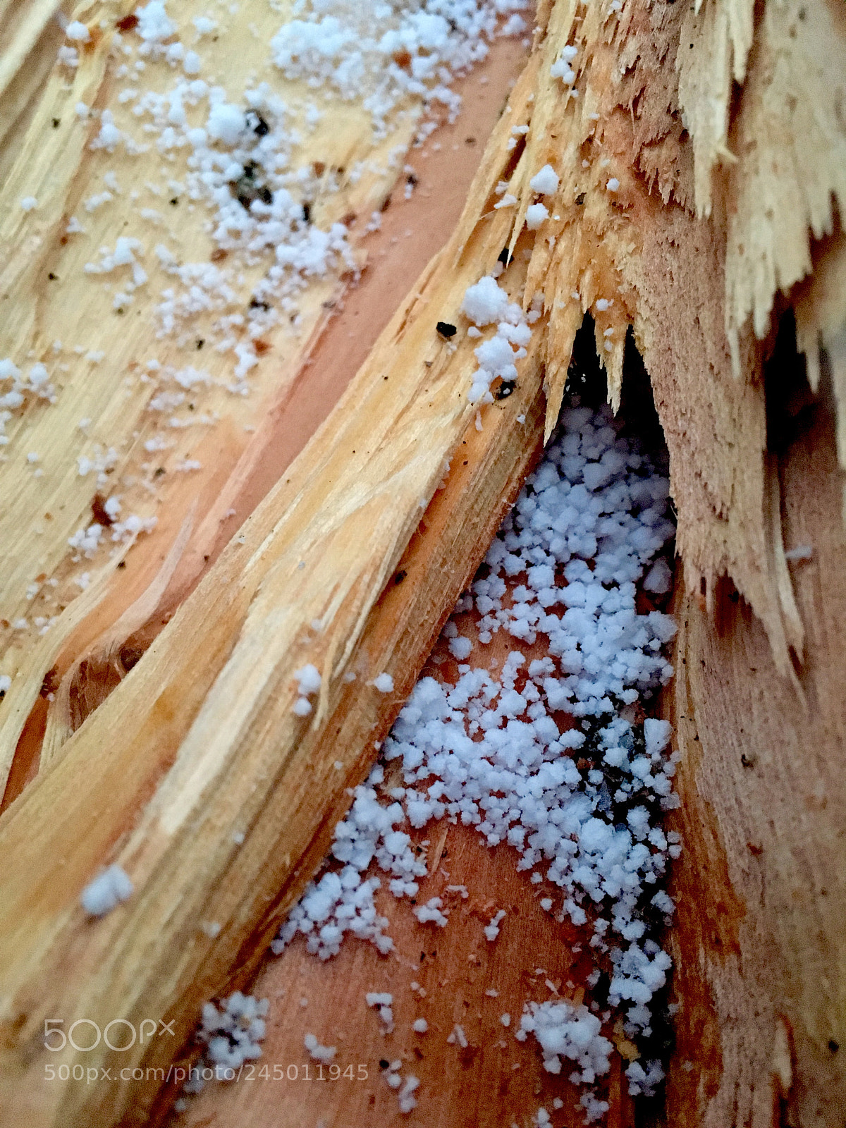 Apple iPhone SE sample photo. Winter close up photography