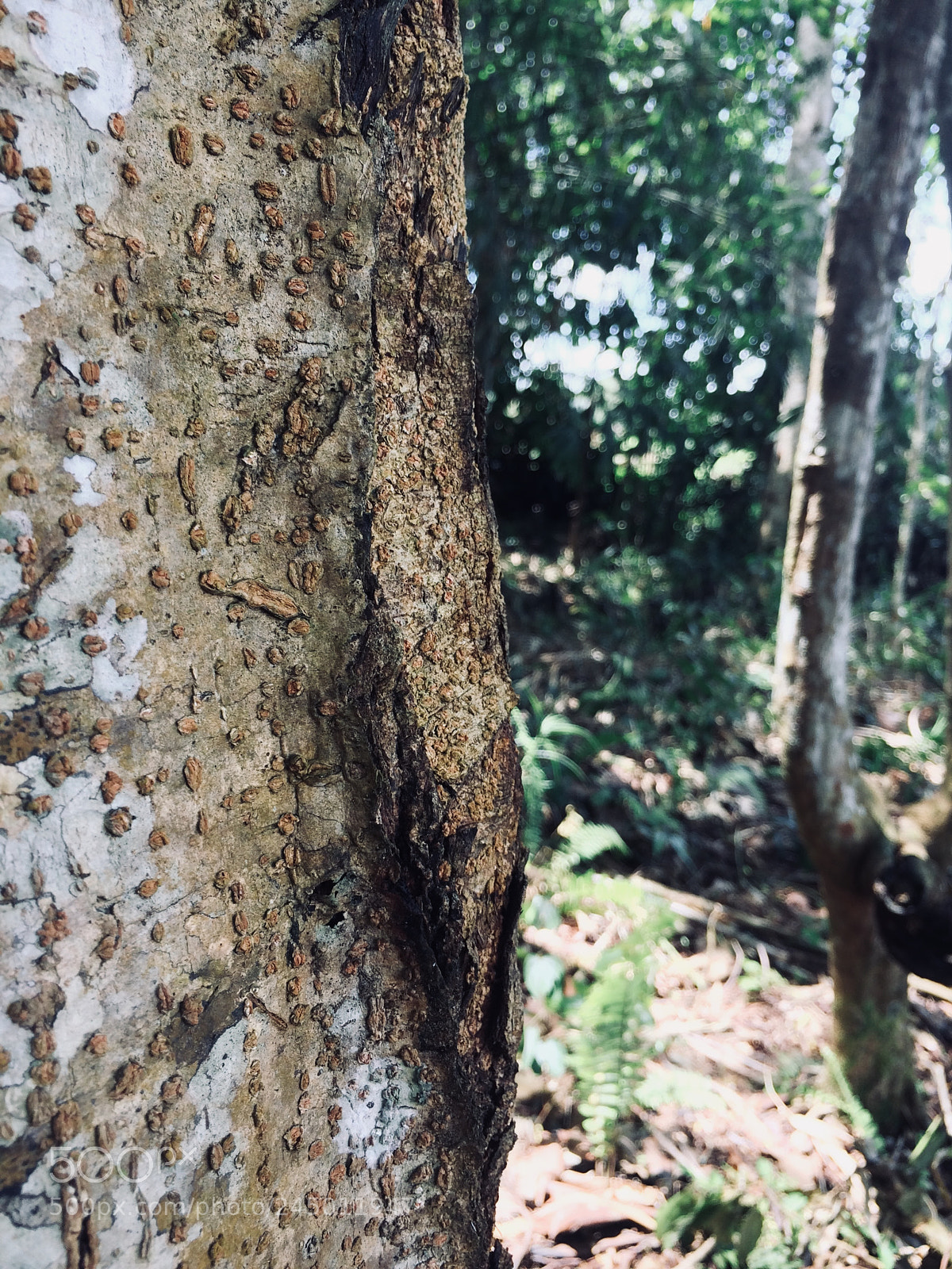 Apple iPhone 5s sample photo. Tree photography