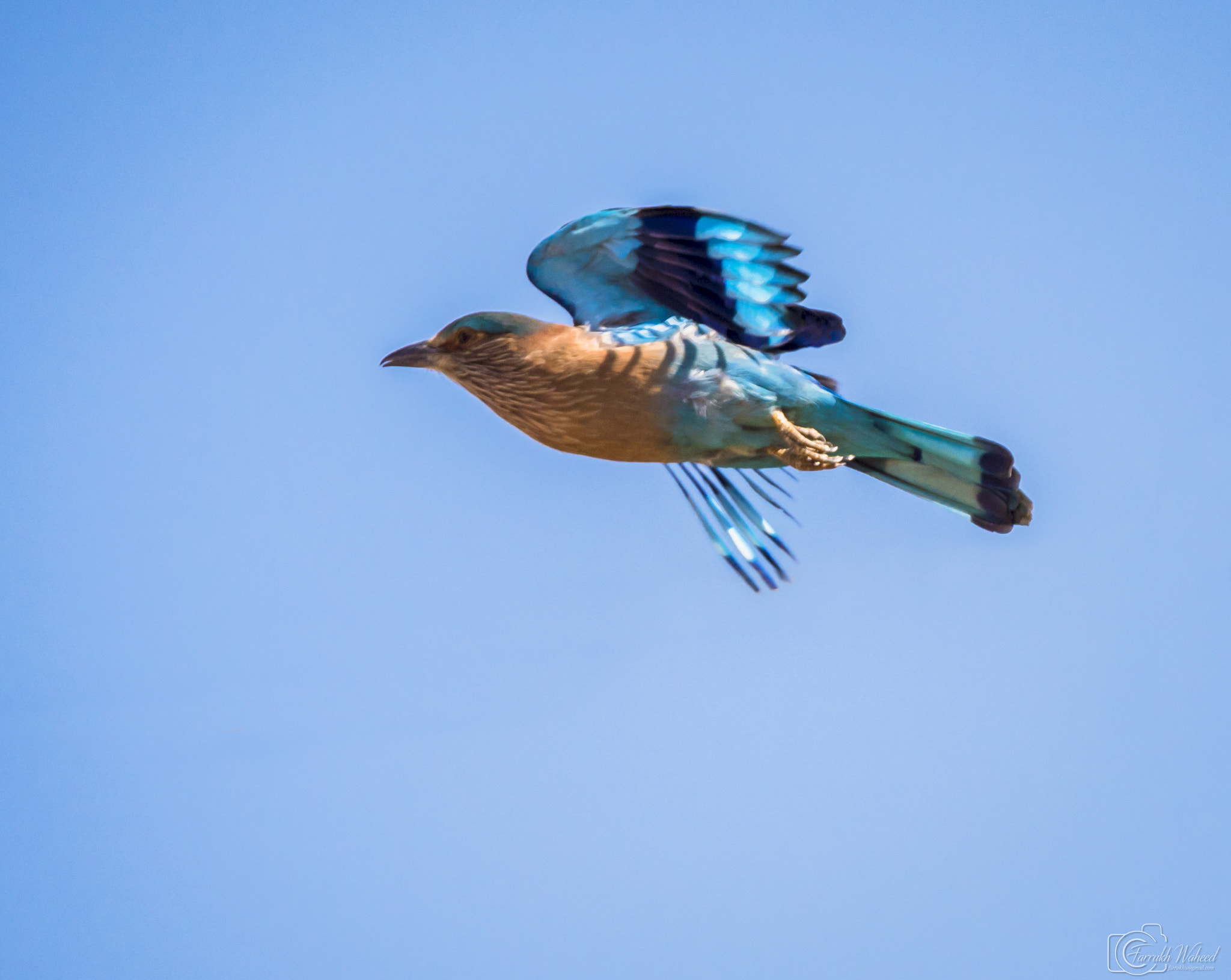 Nikon D750 + Tamron SP 150-600mm F5-6.3 Di VC USD sample photo. Indian roller (neel kanth) photography