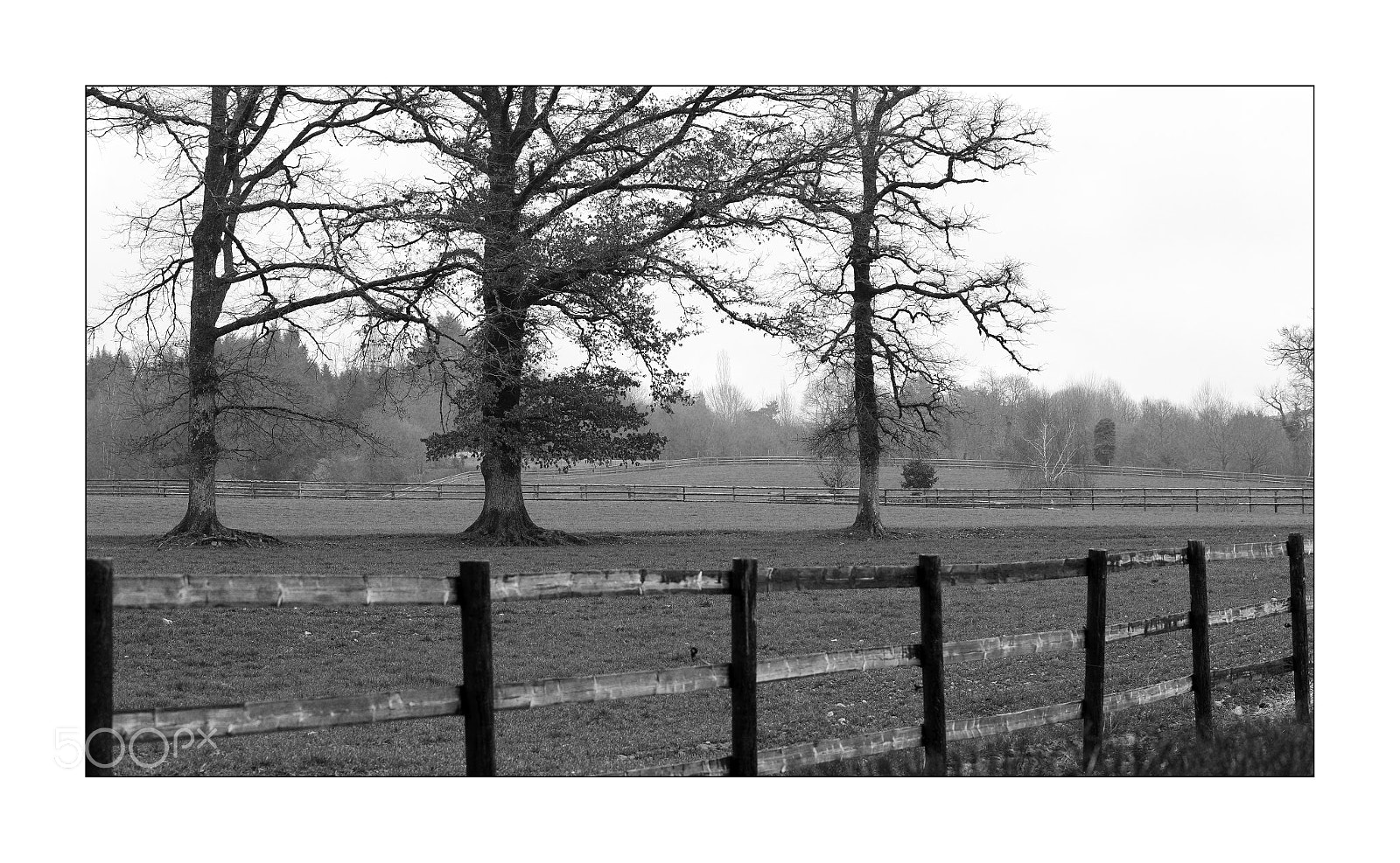 Nikon D3S sample photo. Arbres photography