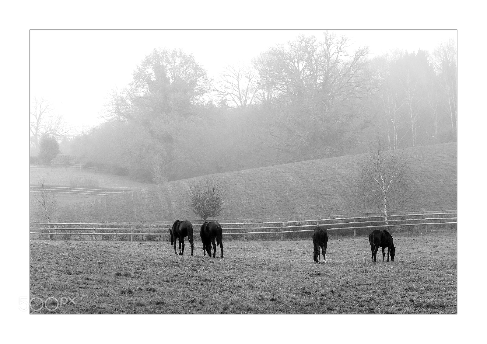 Nikon D3S sample photo. Chevaux photography