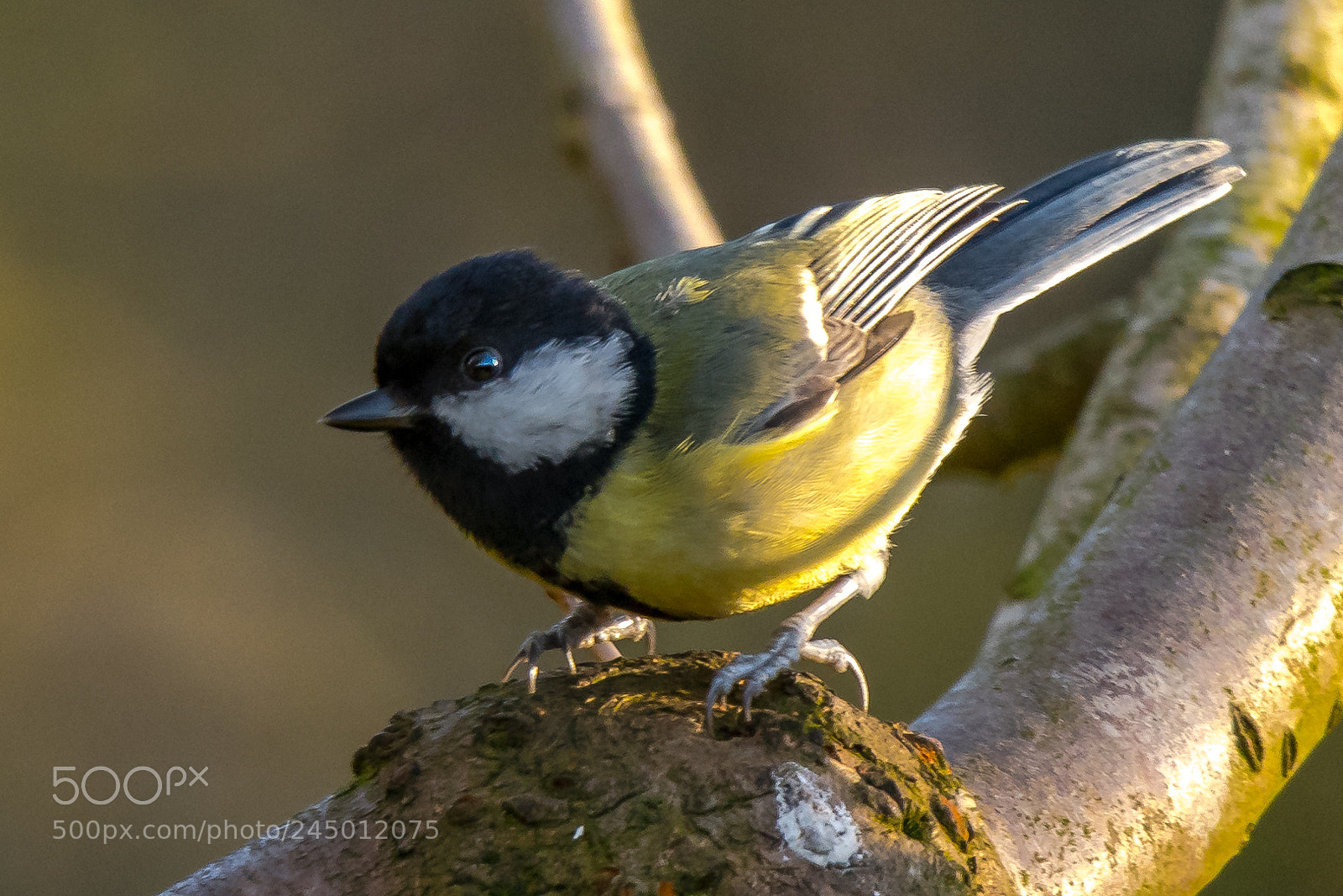 Nikon D850 sample photo. Winter great tit photography