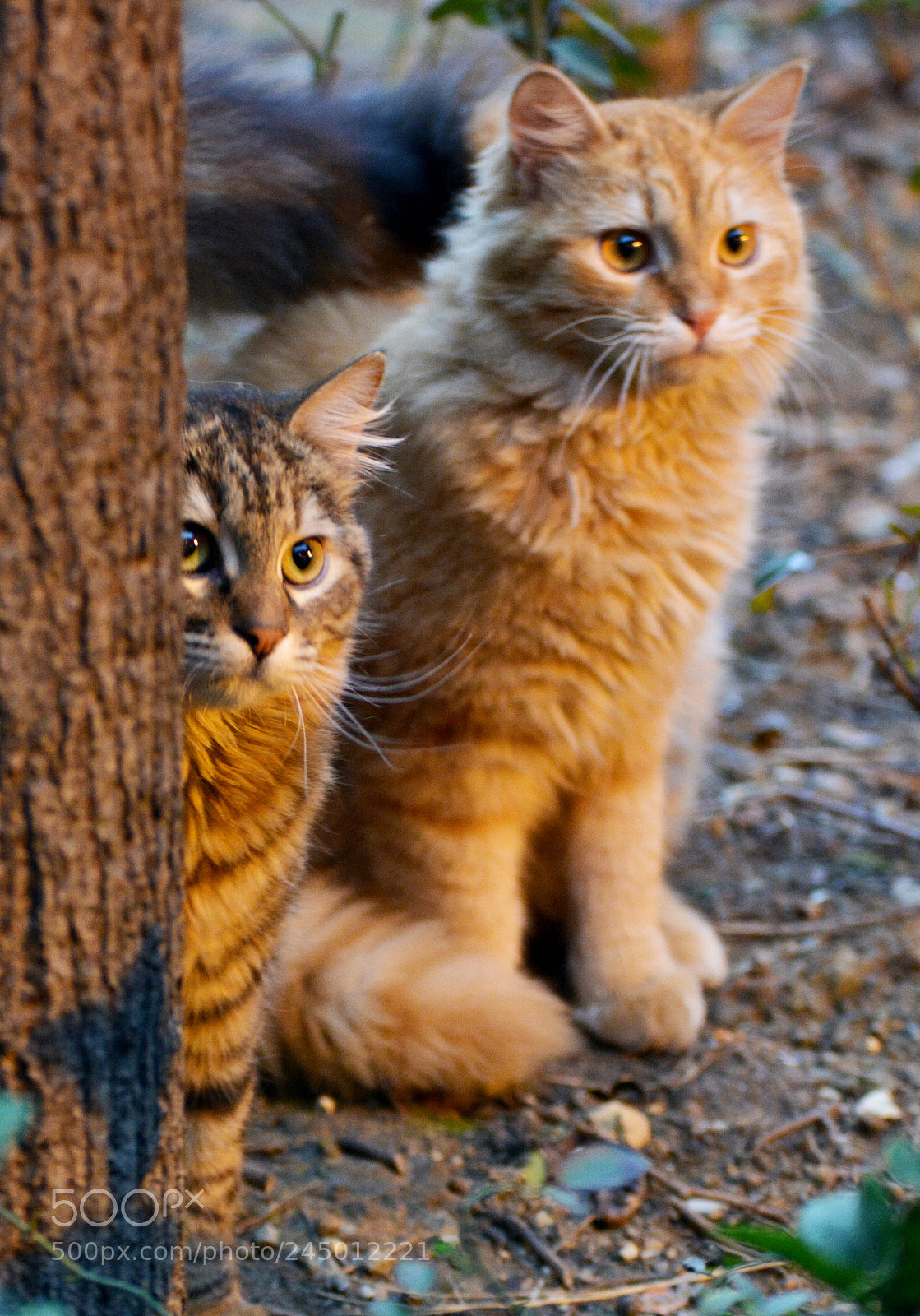 Nikon D7100 sample photo. Cats photography