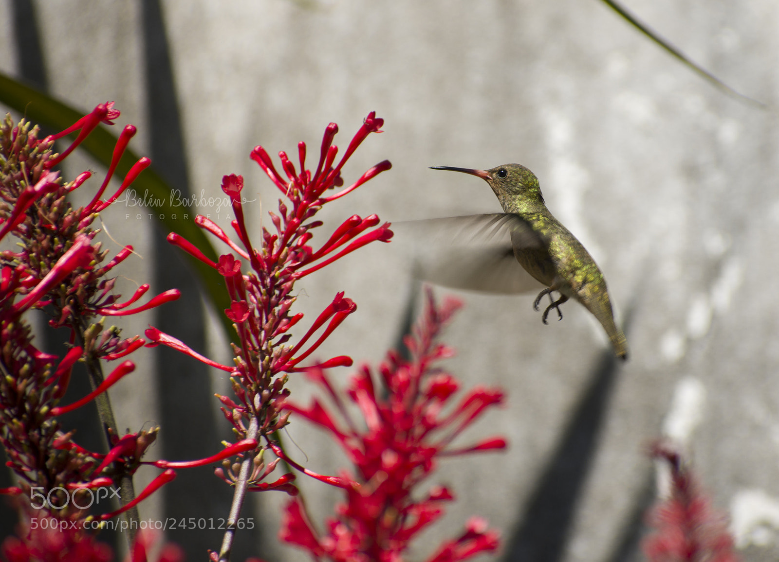 Nikon D7200 sample photo. Colibrí photography