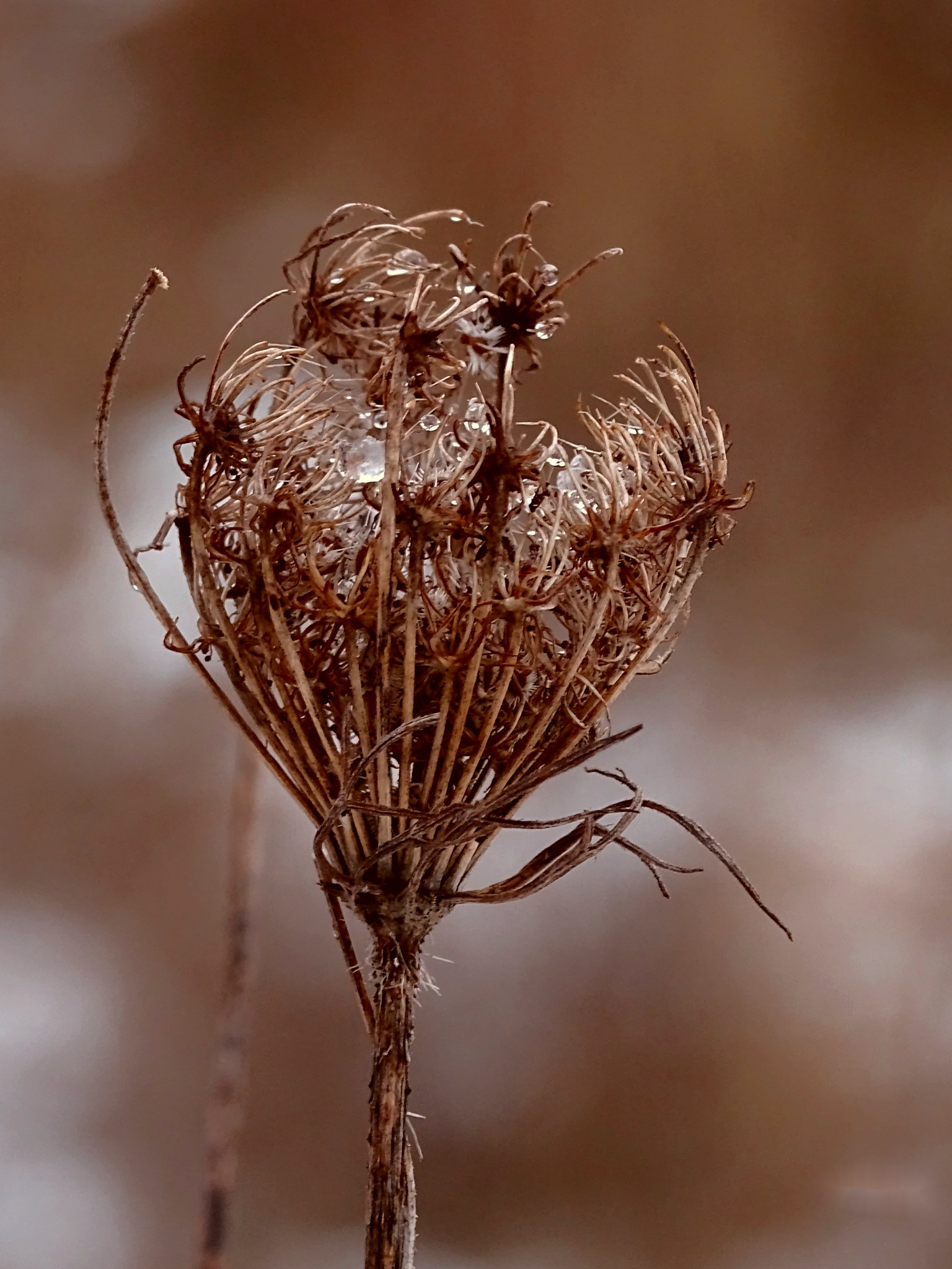 Sony Cyber-shot DSC-HX400V + Minolta AF 80-200mm F2.8 HS-APO G sample photo. 20_2018.jpg photography