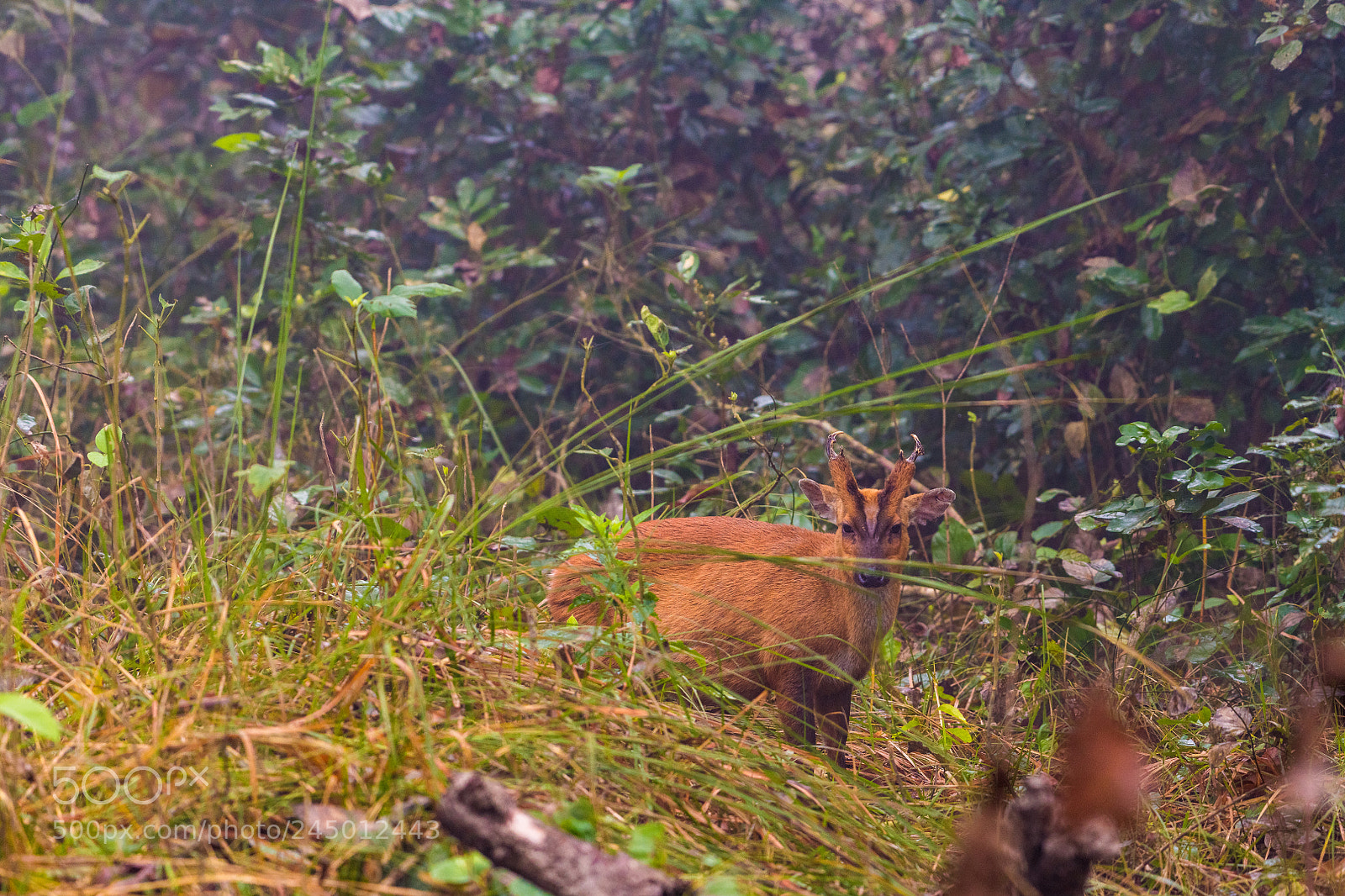 Nikon D850 sample photo. Indian muntjac photography