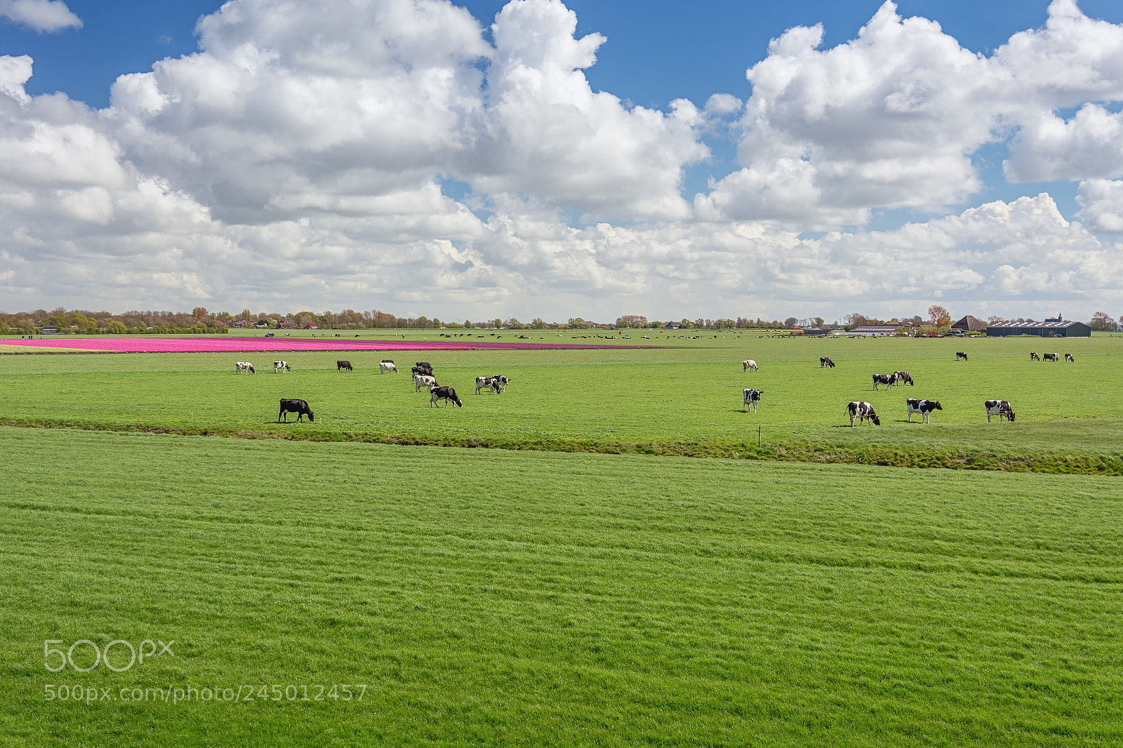 Nikon D7100 sample photo. Pastorale! ;) photography