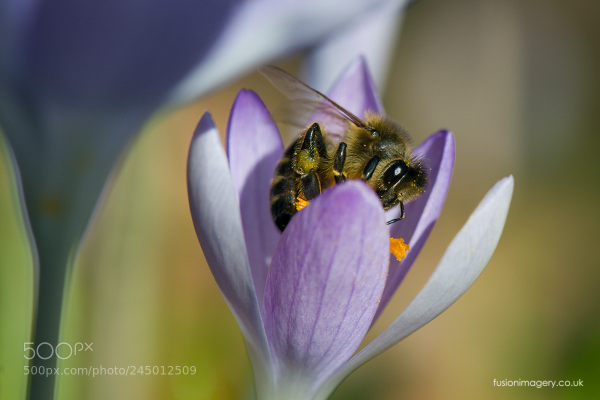 Nikon D850 sample photo. Sign of spring photography