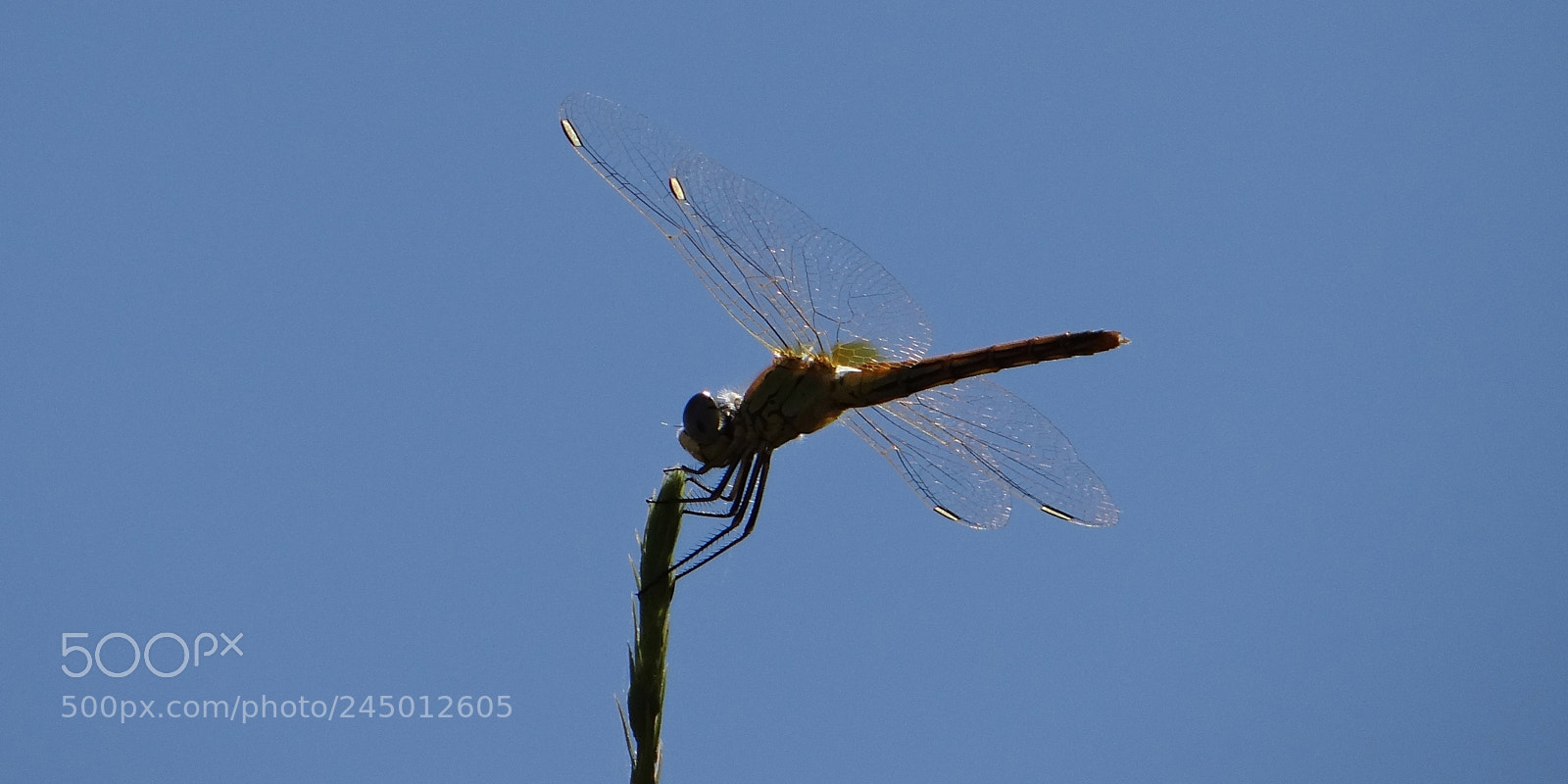 Sony DSC-HX200V sample photo. Dragonfly photography