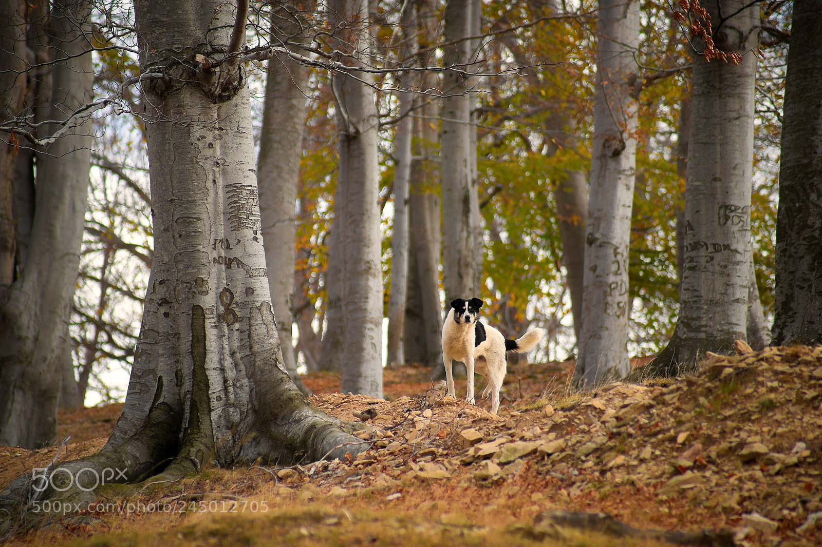 Sony Alpha DSLR-A850 sample photo. Autumn forest 24 photography