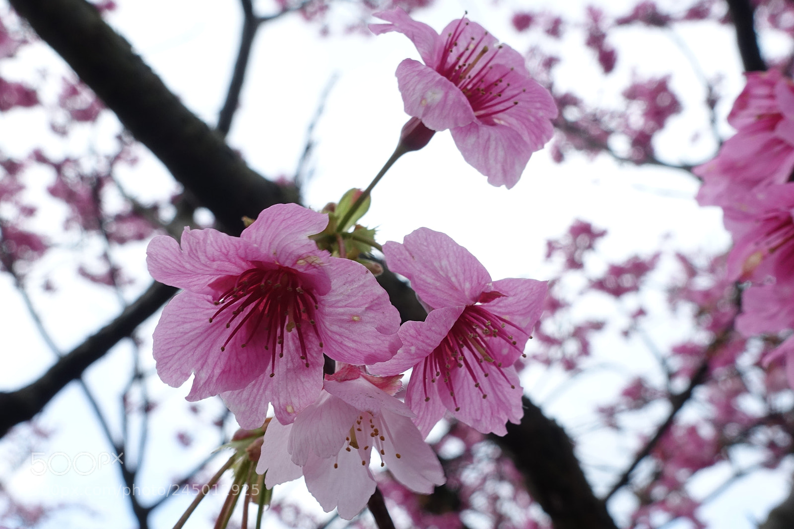 Sony Cyber-shot DSC-RX100 III sample photo. Blooming cherry photography